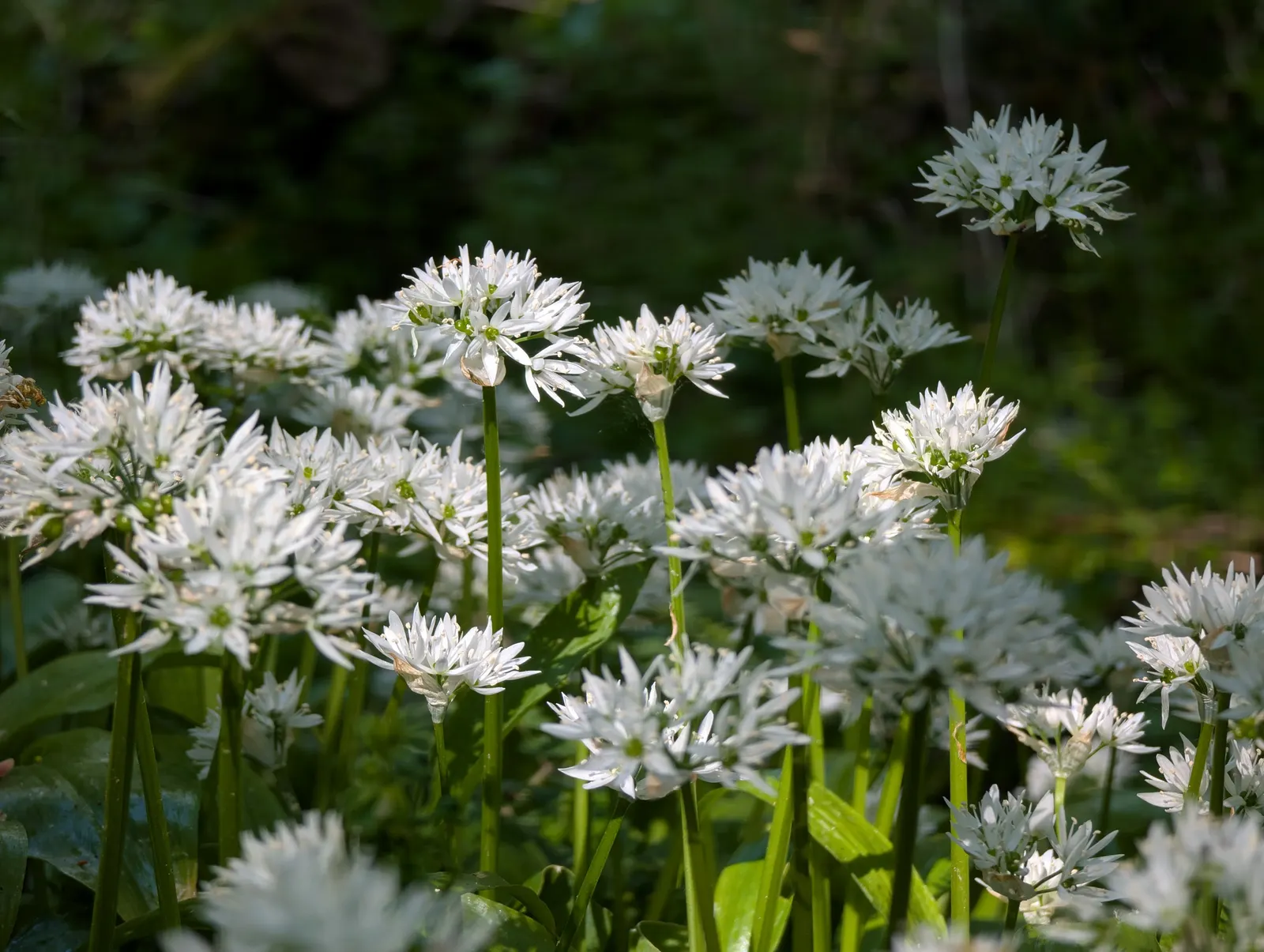 Society Garlic (Tulbaghia Violacea) — highlight Society Garlic's low maintenance