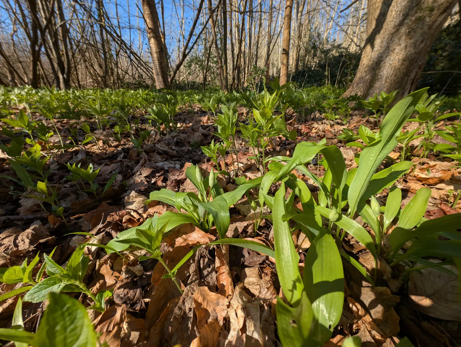 Society Garlic (Tulbaghia Violacea) — Its slender, linear leaves are strikingly aromatic, with a subtle garlic scent when crushed - hence the name