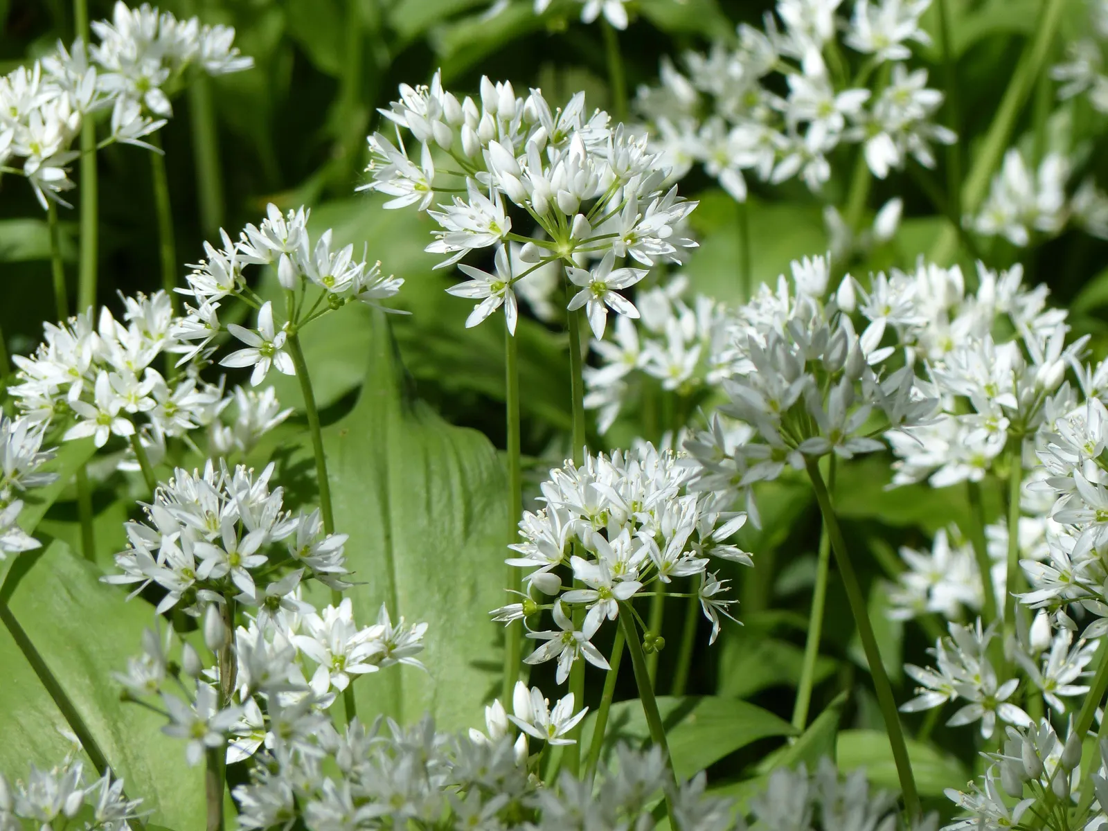 Society Garlic (Tulbaghia Violacea) — Blooms persist from summer to fall, offering a long season of color and pleasant fragrance