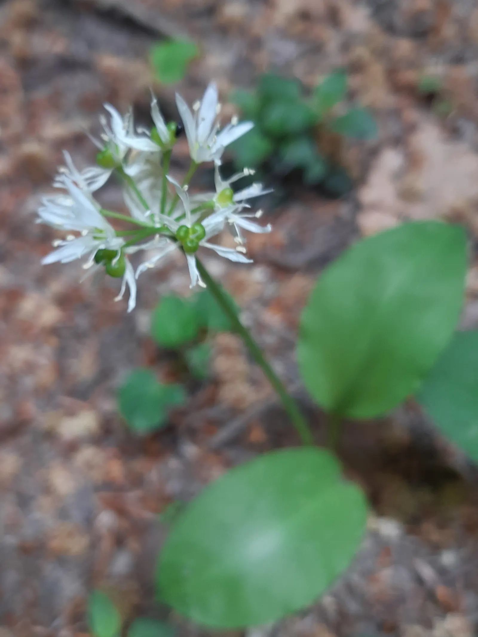 Society Garlic (Tulbaghia Violacea) — lavender flowers in the garden; it's drought-tolerant once established, making it ideal for low-water gardens, image 64