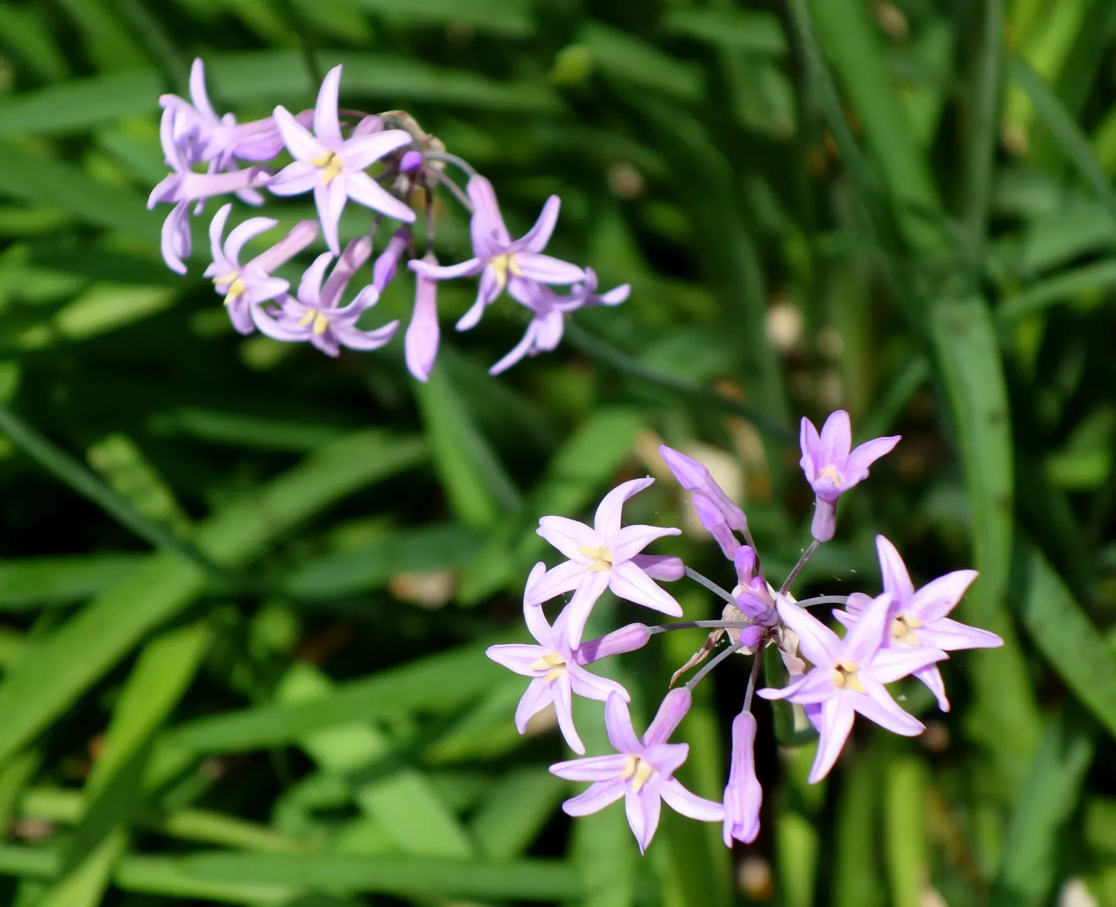 Society Garlic (Tulbaghia Violacea) — tubular flowers atop slender stems; highlight Society Garlic's low maintenance, image 69