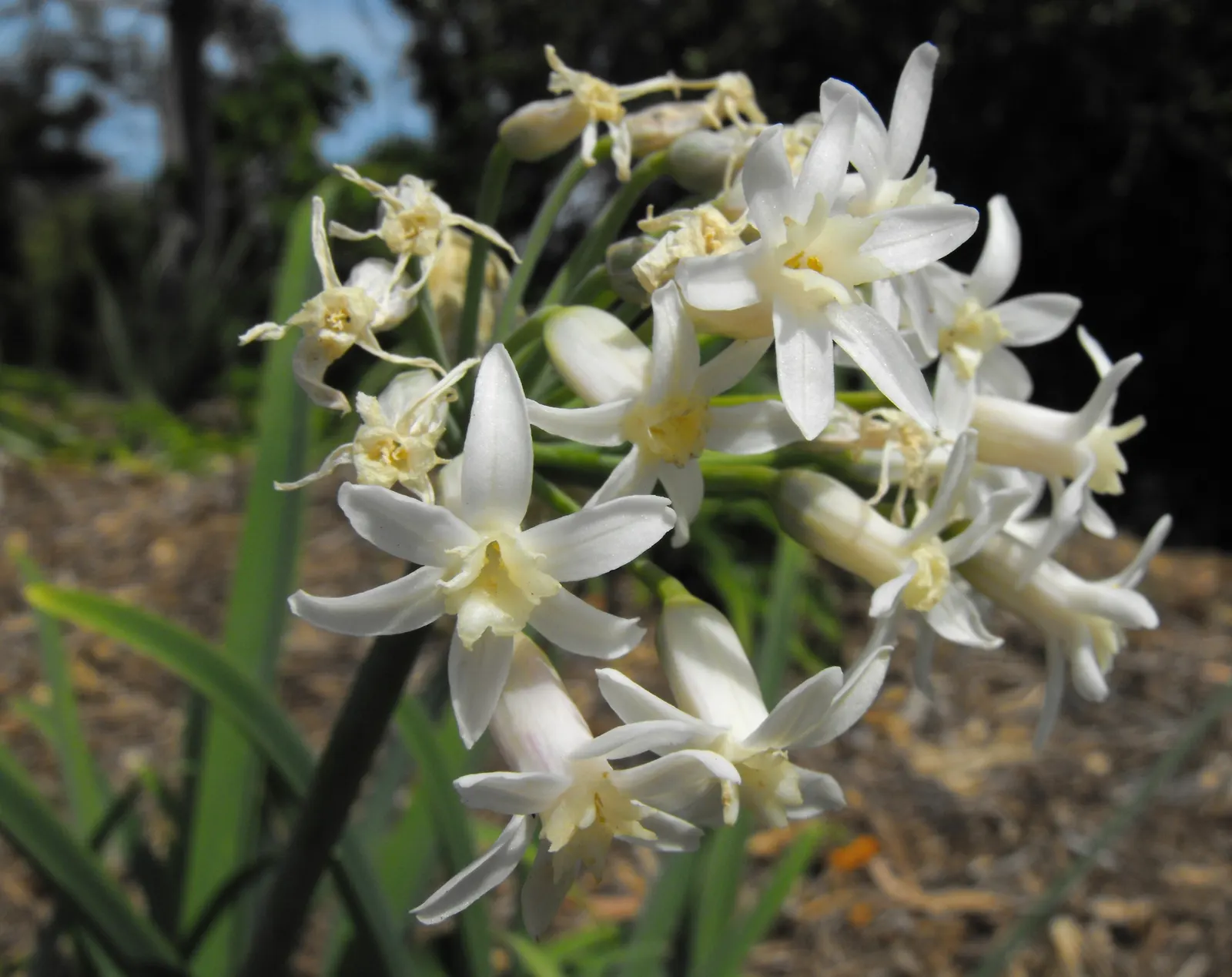 Society Garlic (Tulbaghia Violacea) — commonly referred to as Society Garlic; strap-like foliage and clusters of violet, image 51