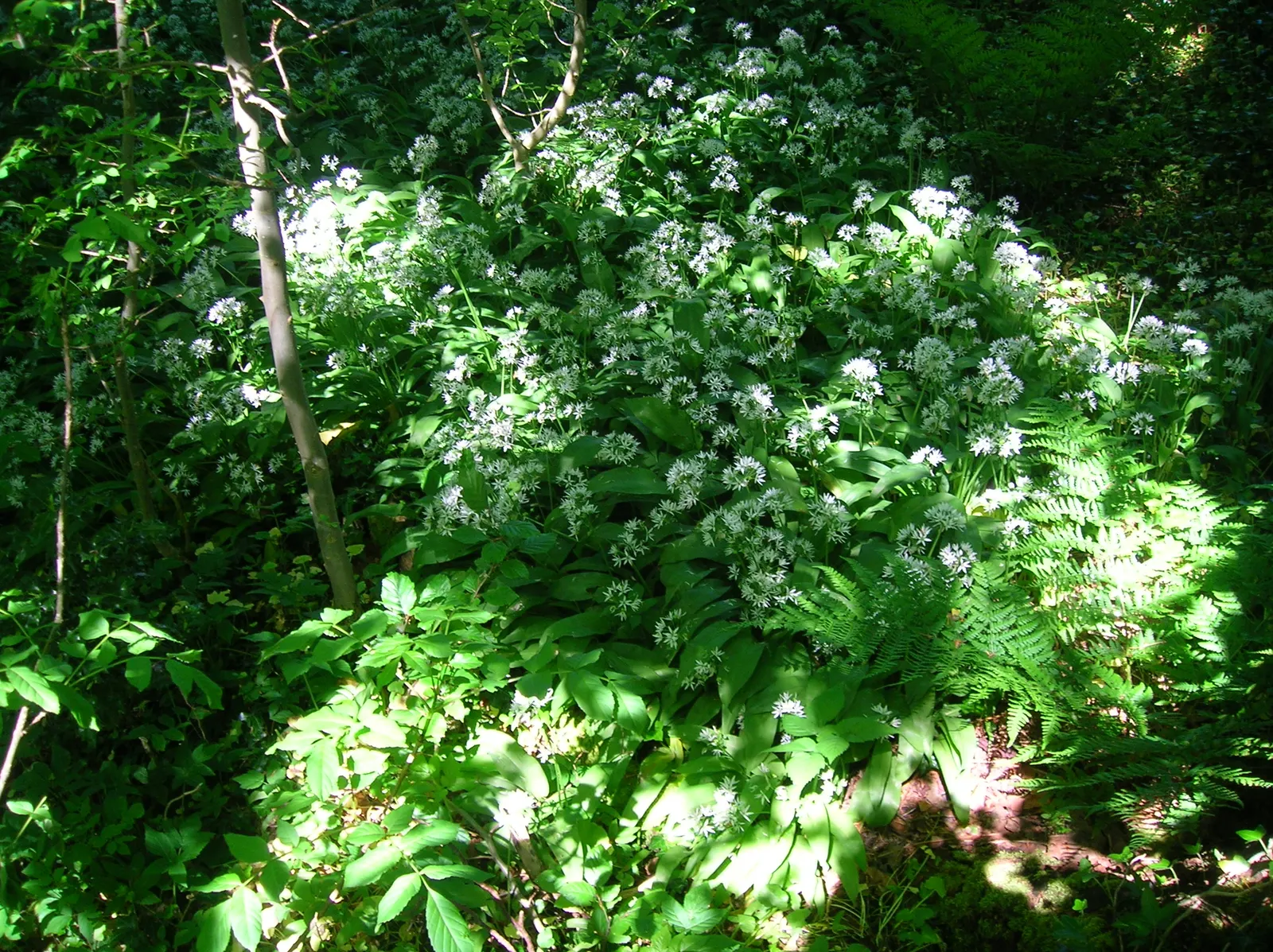 Society Garlic (Tulbaghia Violacea) — Its slender, linear leaves are strikingly aromatic, with a subtle garlic scent when crushed - hence the name; society