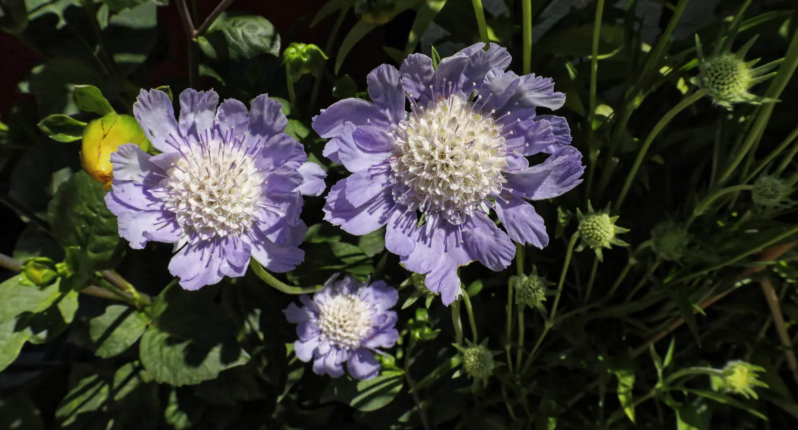 Scabiosa (Scabiosa Caucasica) — commonly known as Caucasian Pincushion Flower or simply Scabiosa