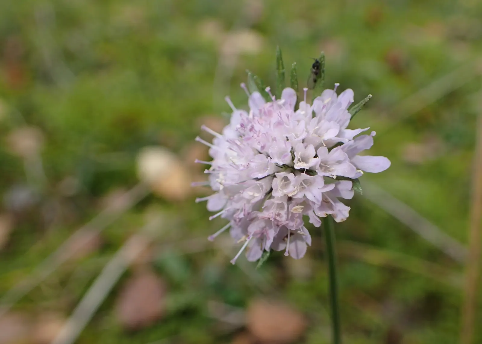 Scabiosa (Scabiosa Caucasica) — This plant typically grows to a height of 12 to 18 inches with a similar spread; regular watering will establish a, image 100