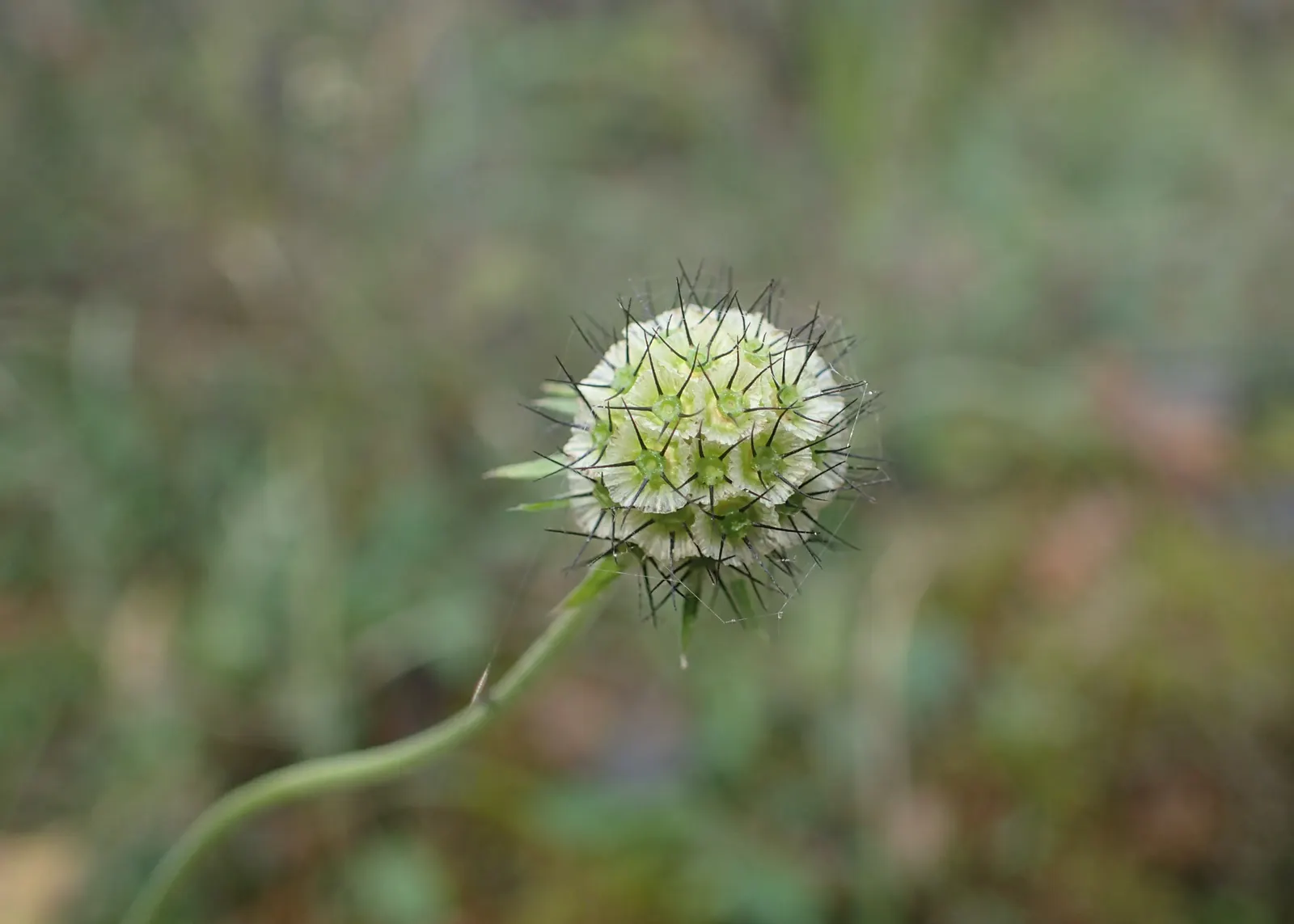 Scabiosa (Scabiosa Caucasica) — Regular watering will establish a robust root system, though mature plants are drought-tolerant; where it prefers, image 108
