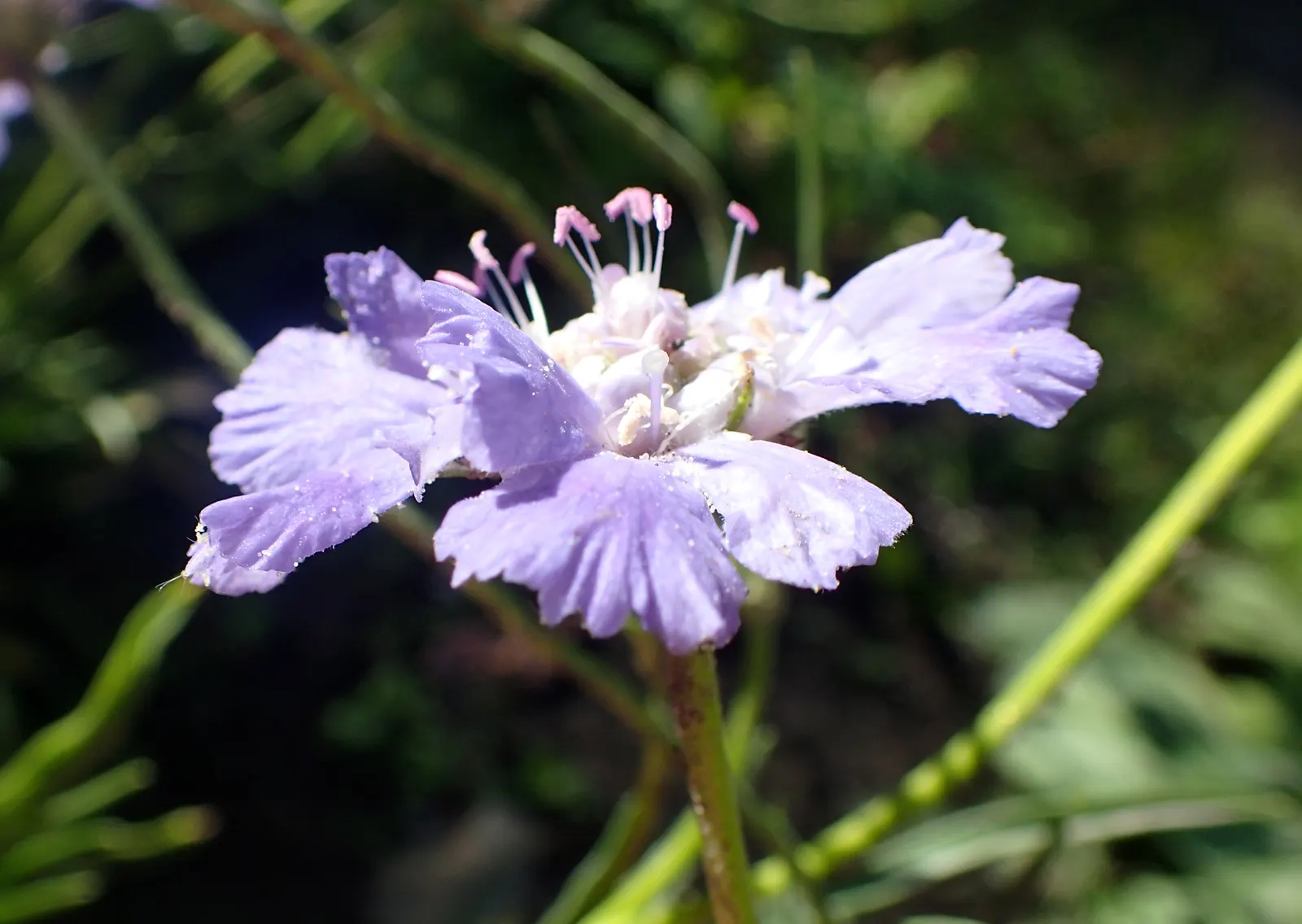 Scabiosa (Scabiosa Caucasica) — the Scabiosa thrives in full sun but can tolerate partial shade; blue and lavender and multi-colored flowers in the, image 49