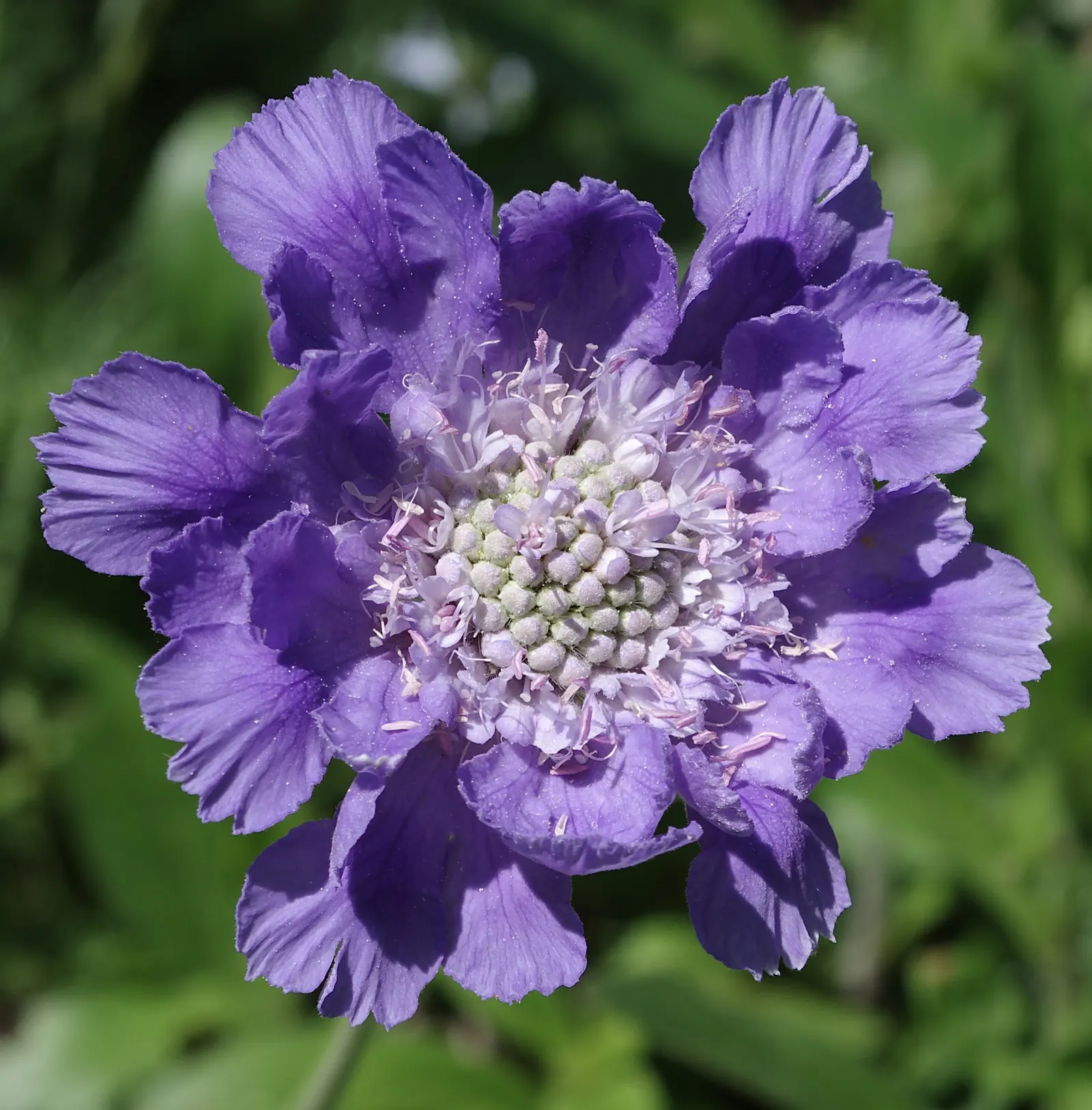 Scabiosa (Scabiosa Caucasica) — blue and lavender and multi-colored flowers in the garden; it flourishes in full sun, reaching up to 24 inches tall and 12