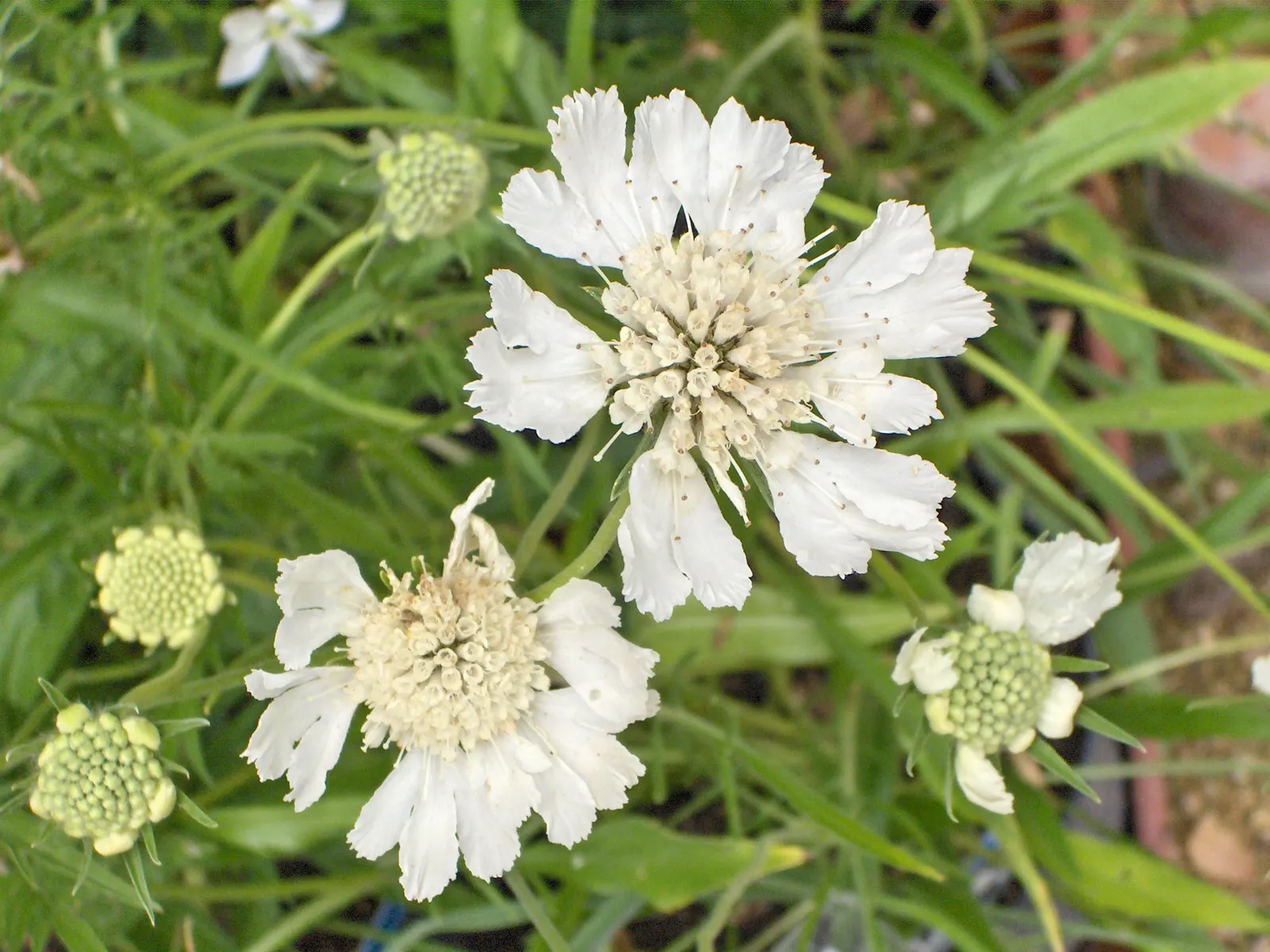 Scabiosa (Scabiosa Caucasica) — perennial for full; and division every 3-4 years will maintain their vigor