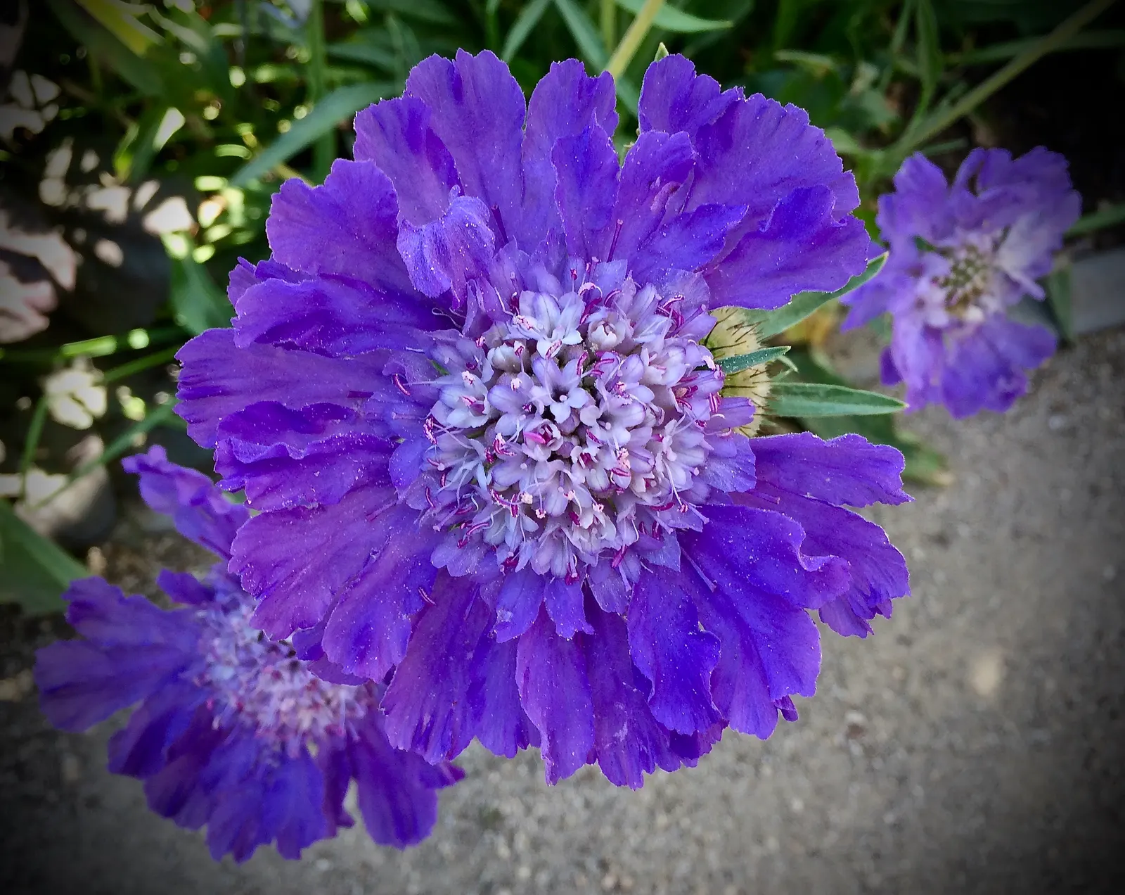 Scabiosa (Scabiosa Caucasica) — The Scabiosa's true allure lies in its delicate yet showy flowers; approximately 2 to 3 inches in diameter, image 45