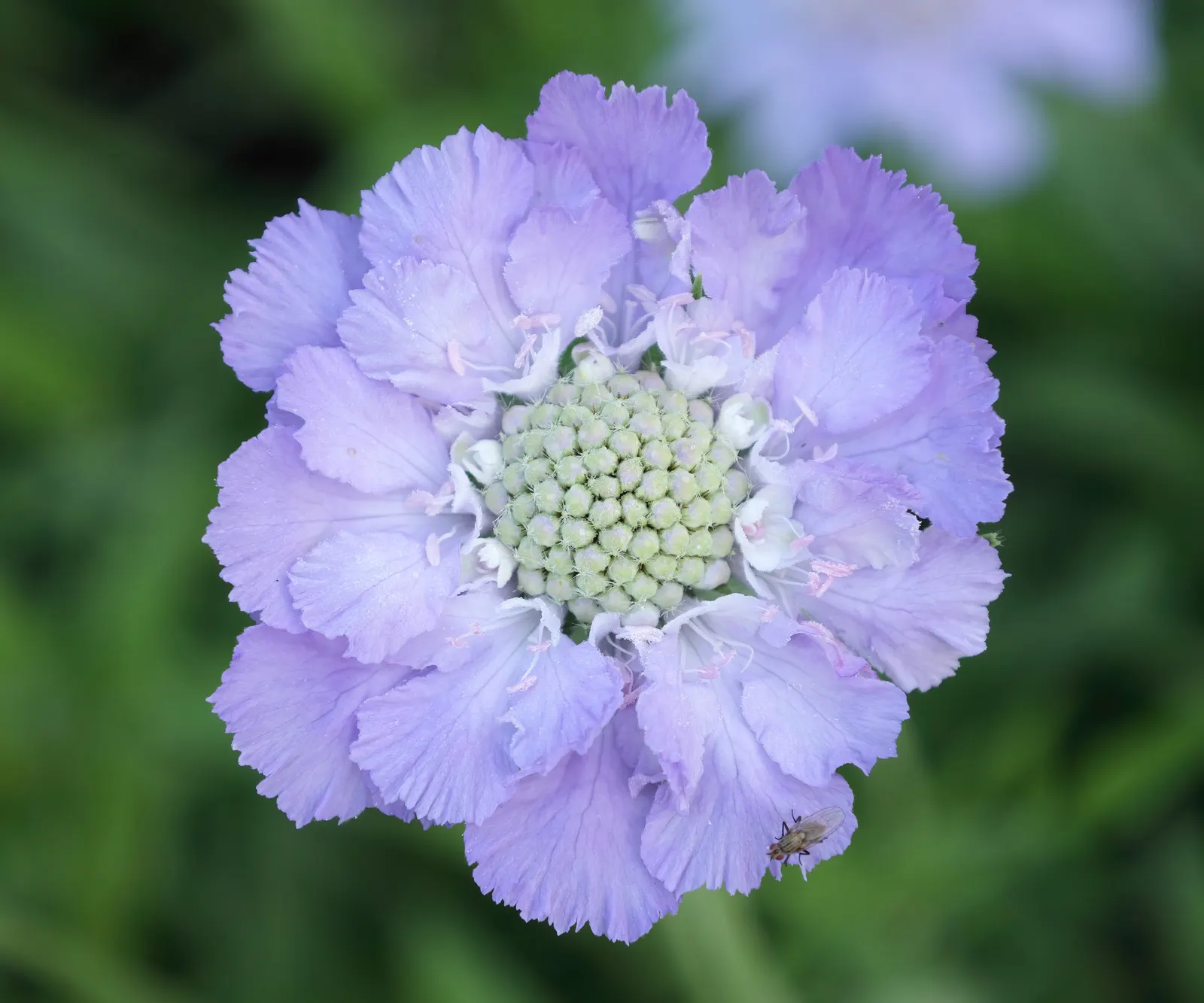 Scabiosa (Scabiosa Caucasica) — Scabiosa caucasica, commonly known as Pincushion Flower, is a charming perennial