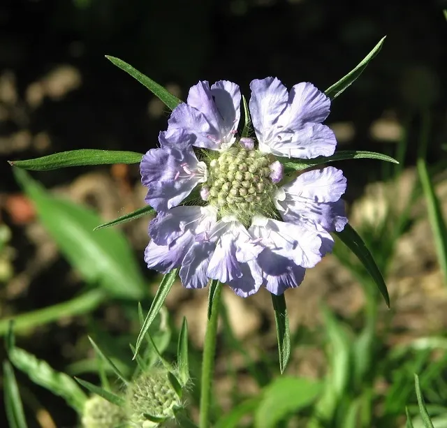 Scabiosa (Scabiosa Caucasica) — boasts an intricate array of frilly petals encircling a pronounced pincushion-like center; ideal for borders, it, image 47