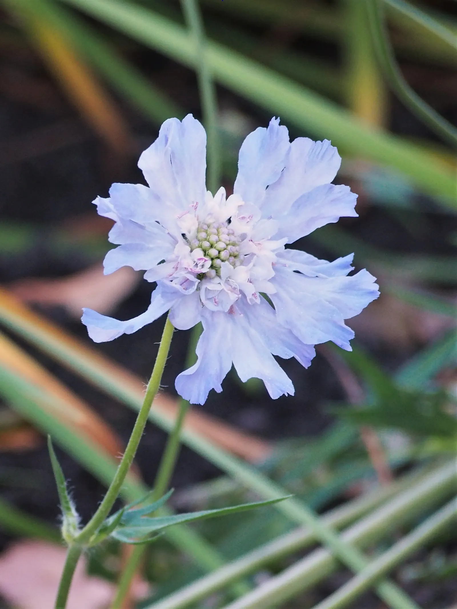 Scabiosa (Scabiosa Caucasica) — approximately 2 to 3 inches in diameter; deadheading spent blooms will encourage a longer flowering season, image 46
