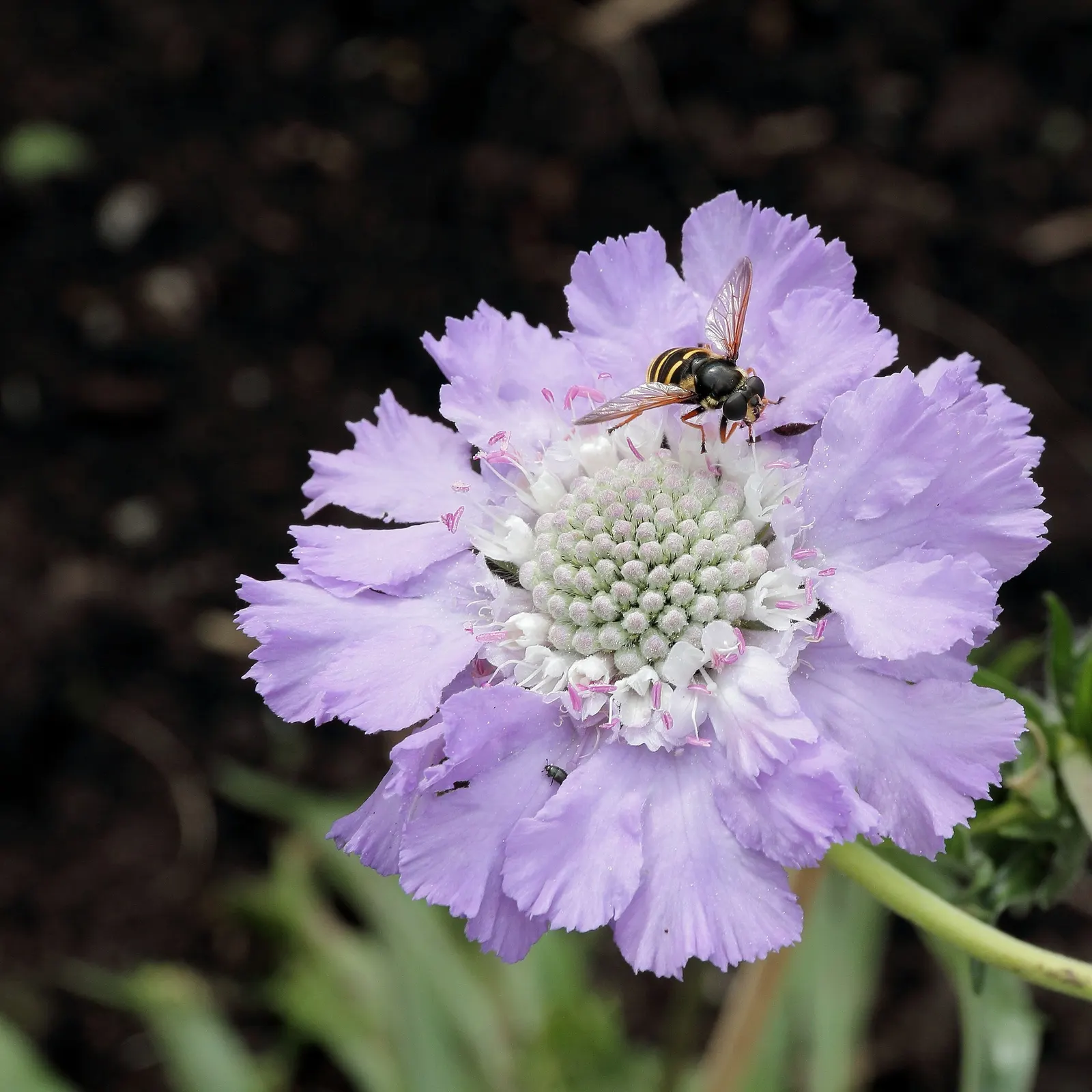 Scabiosa (Scabiosa Caucasica) — Scabiosa caucasica, commonly known as Pincushion Flower, is a charming perennial; commonly known as Caucasian, image 39