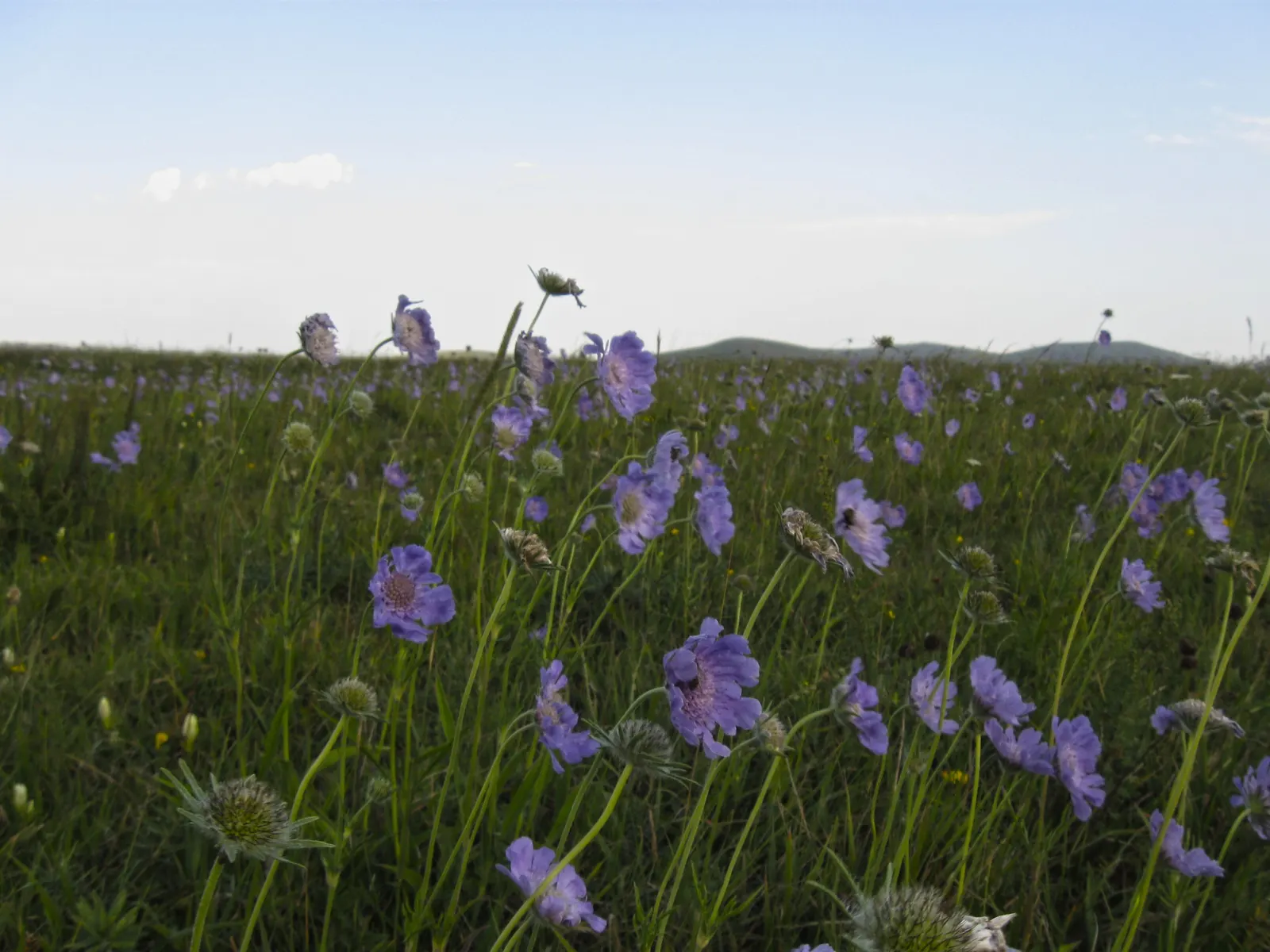Scabiosa (Scabiosa Caucasica) — perennial with blue and lavender and multi-colored blooms; boasts an intricate array of frilly petals encircling a pronounced