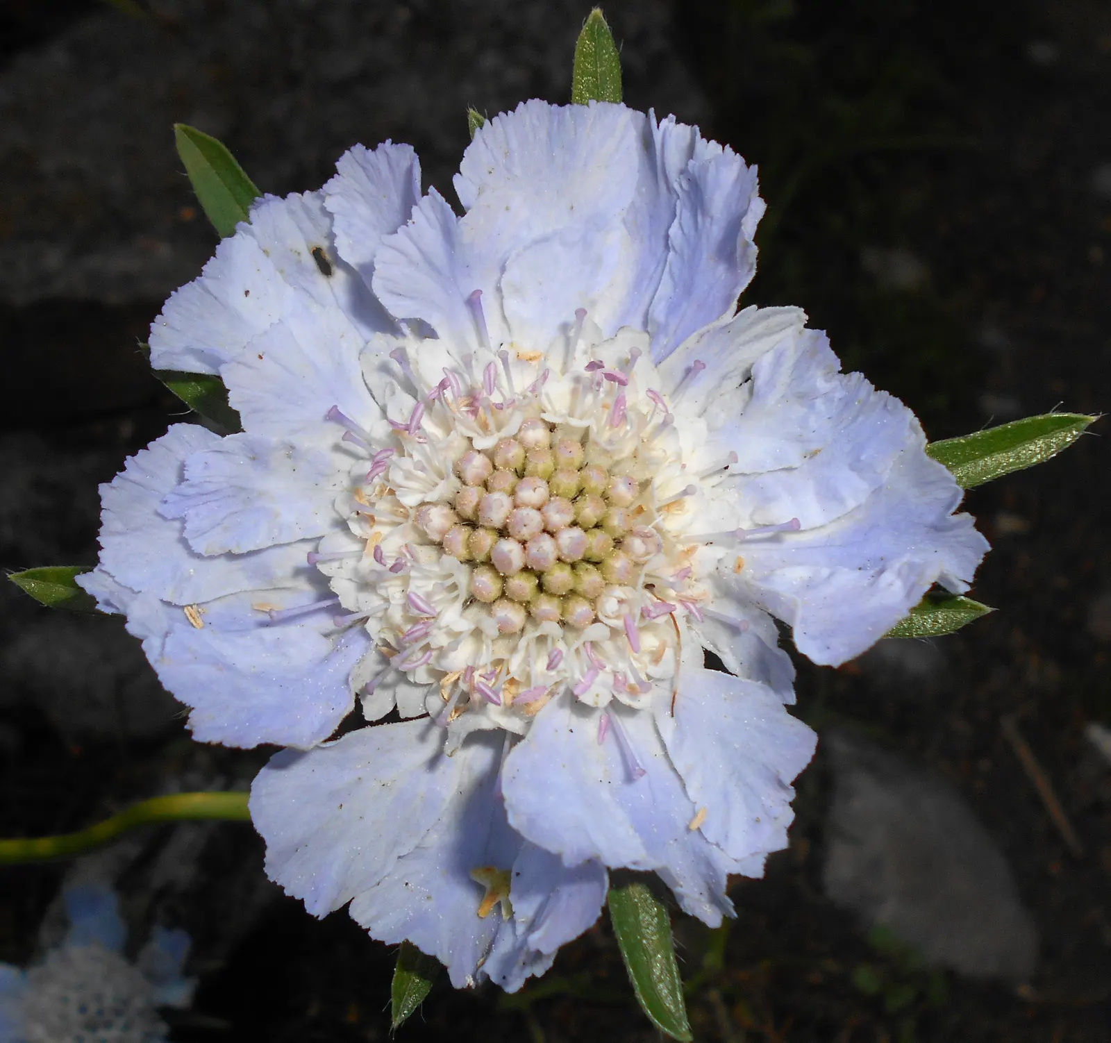 Scabiosa (Scabiosa Caucasica) — It flourishes in full sun, reaching up to 24 inches tall and 12 inches wide, and prefers well-drained soil; the, image 40
