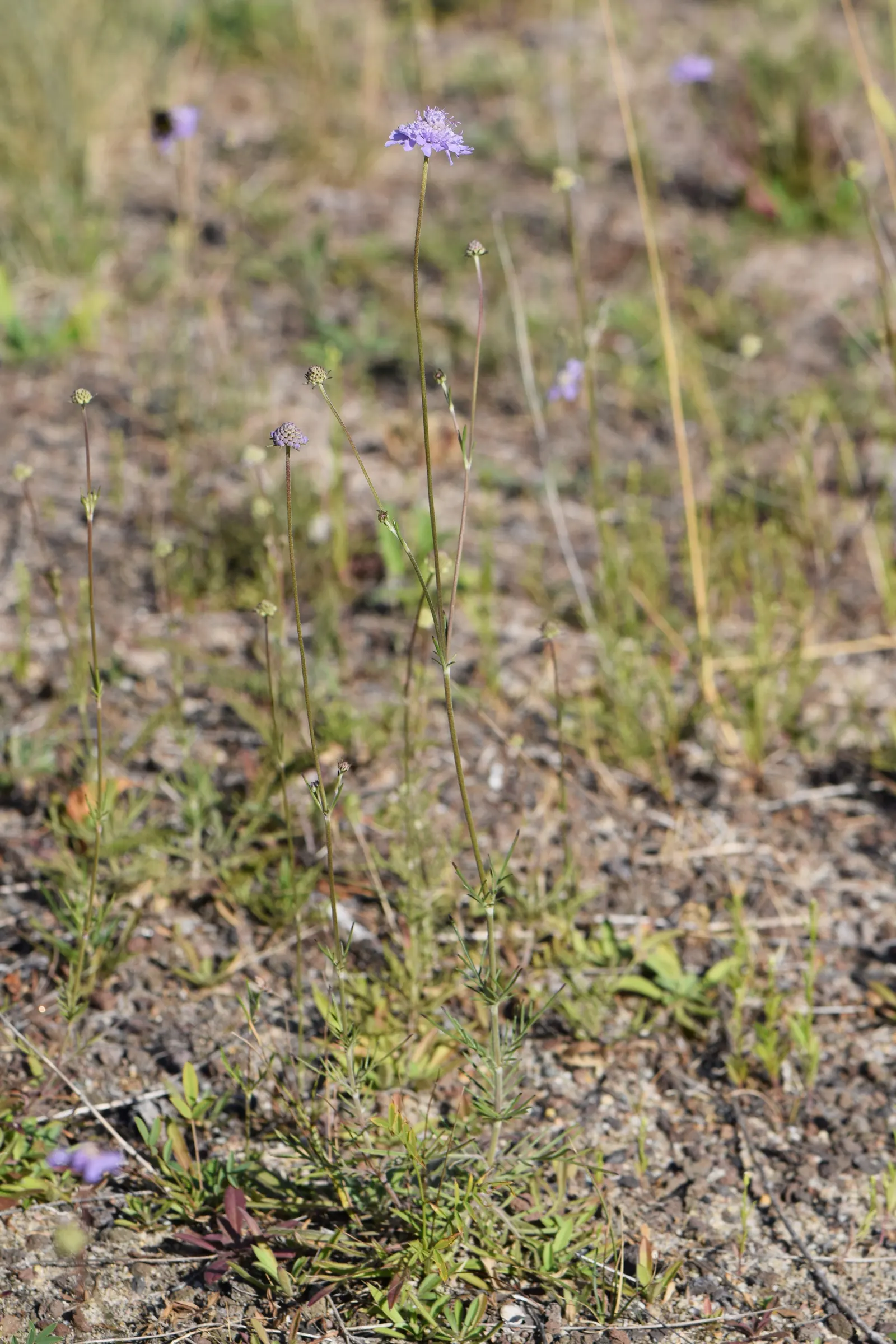 Scabiosa (Scabiosa Caucasica) — This plant typically grows to a height of 12 to 18 inches with a similar spread; regular watering will establish a robust root
