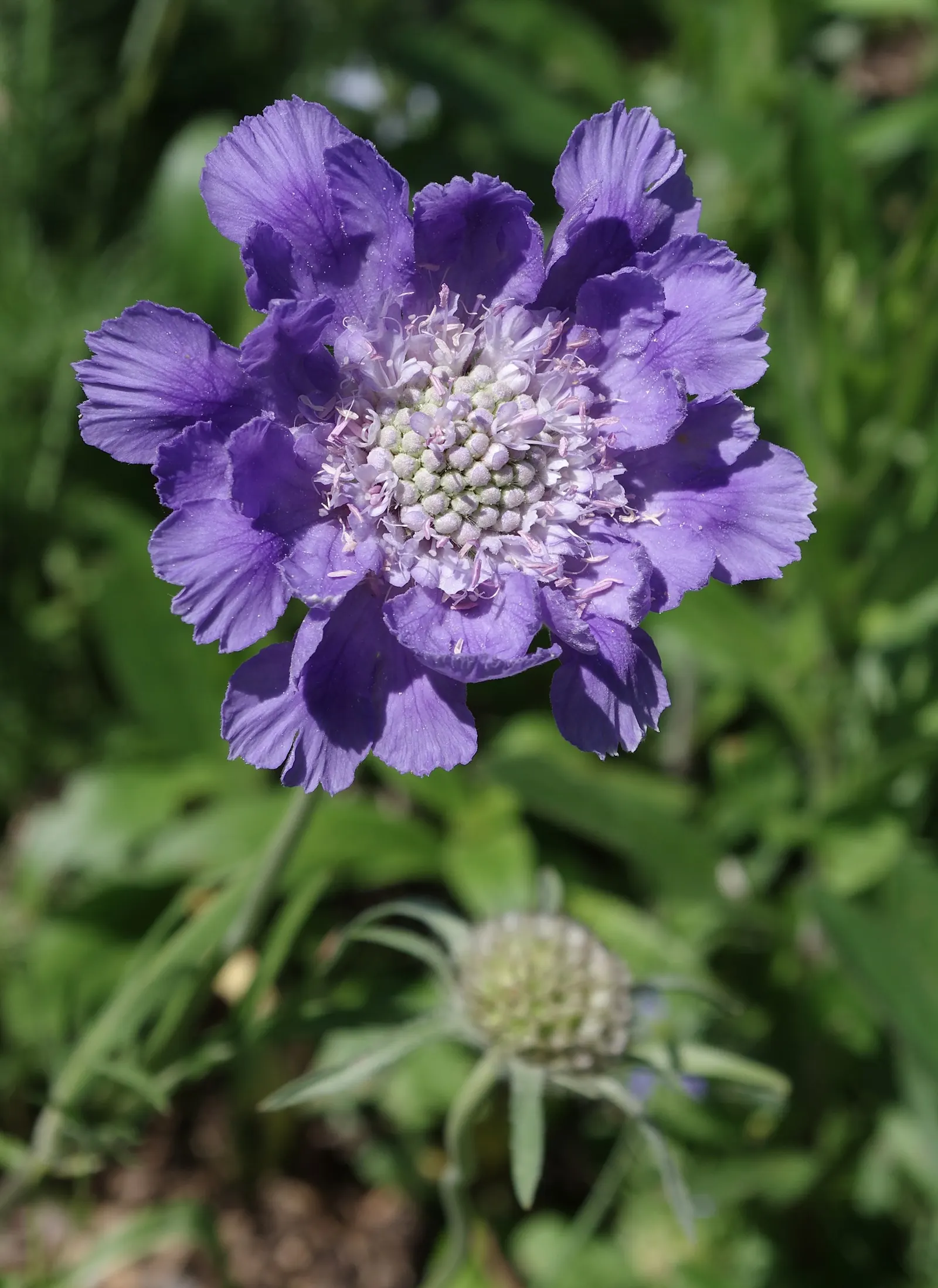 Scabiosa (Scabiosa Caucasica) — commonly known as Caucasian Pincushion Flower or simply Scabiosa; forming neat clumps of slender, image 61