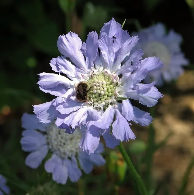 Scabiosa (Scabiosa Caucasica) — They are not only deer-resistant but also attract a host of pollinators; perennial for full, image 52