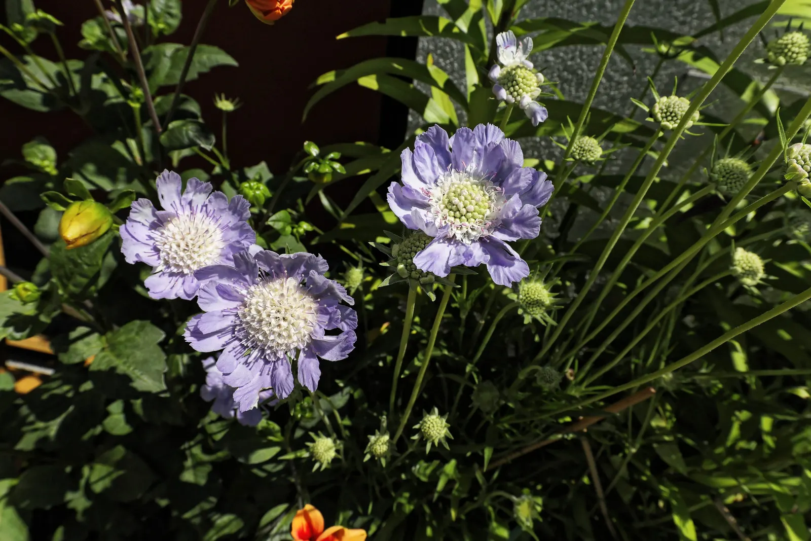 Scabiosa (Scabiosa Caucasica) — Ideal for borders, it also provides excellent cut flowers and attracts butterflies; perennial with blue and, image 60