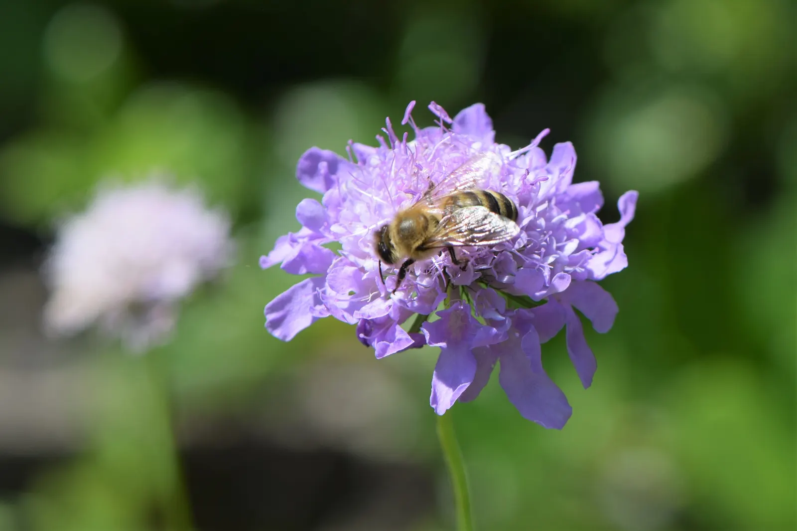 Scabiosa (Scabiosa Caucasica) — Ideal for borders, it also provides excellent cut flowers and attracts butterflies; perennial with blue and, image 155