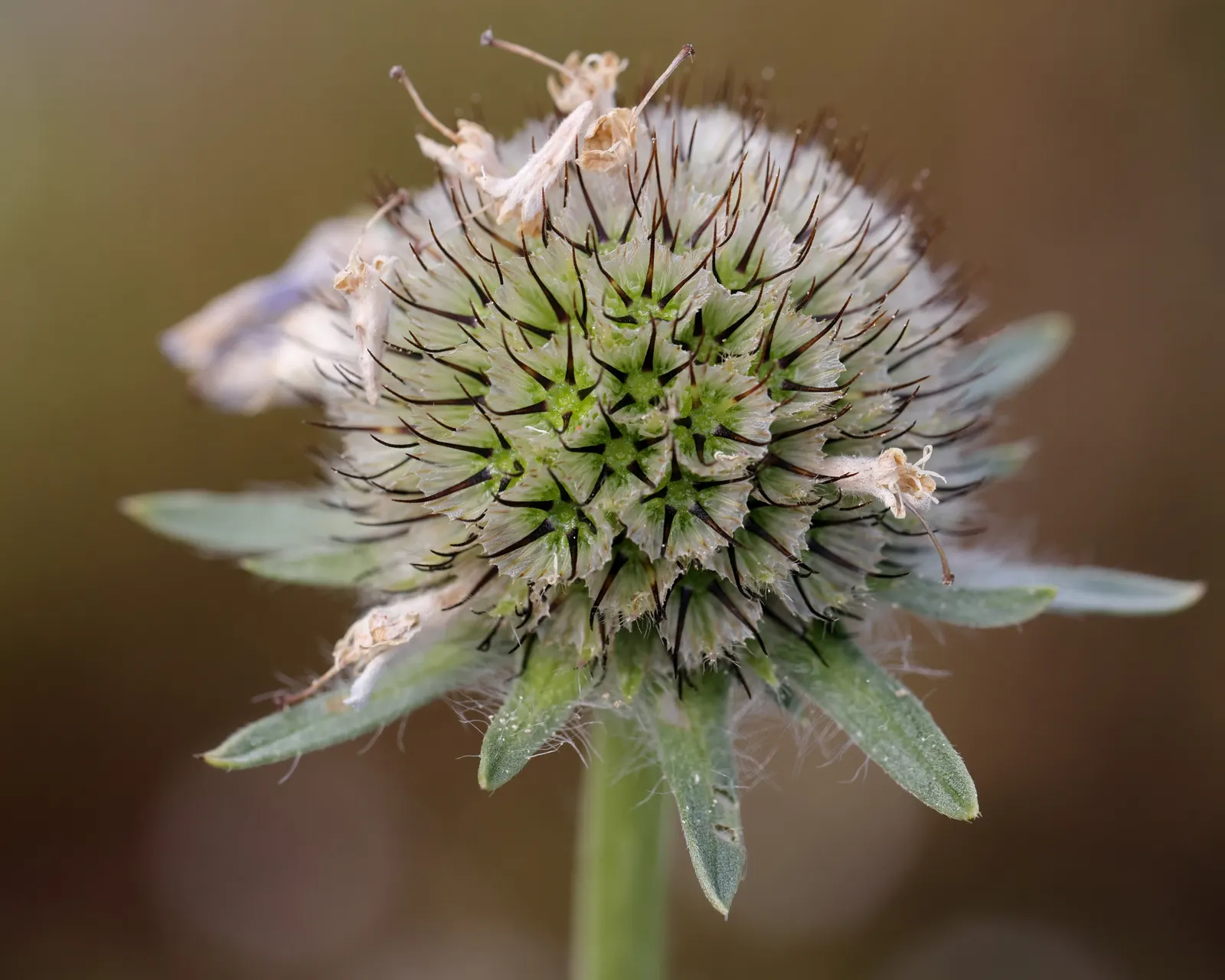 Scabiosa (Scabiosa Caucasica) — boasts an intricate array of frilly petals encircling a pronounced pincushion-like center