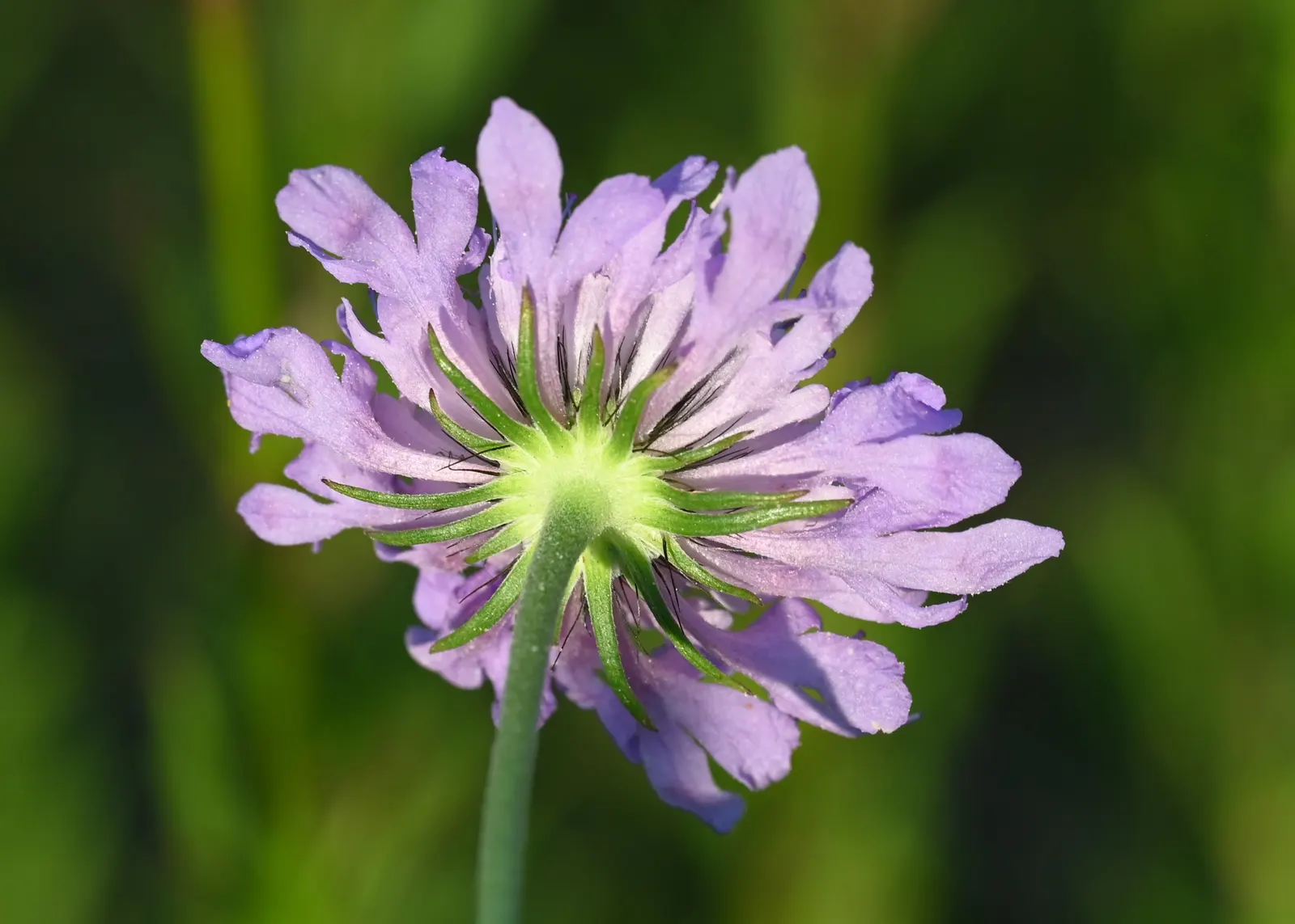 Scabiosa (Scabiosa Caucasica) — Scabiosa caucasica, commonly known as Pincushion Flower, is a charming perennial; commonly known as Caucasian, image 153