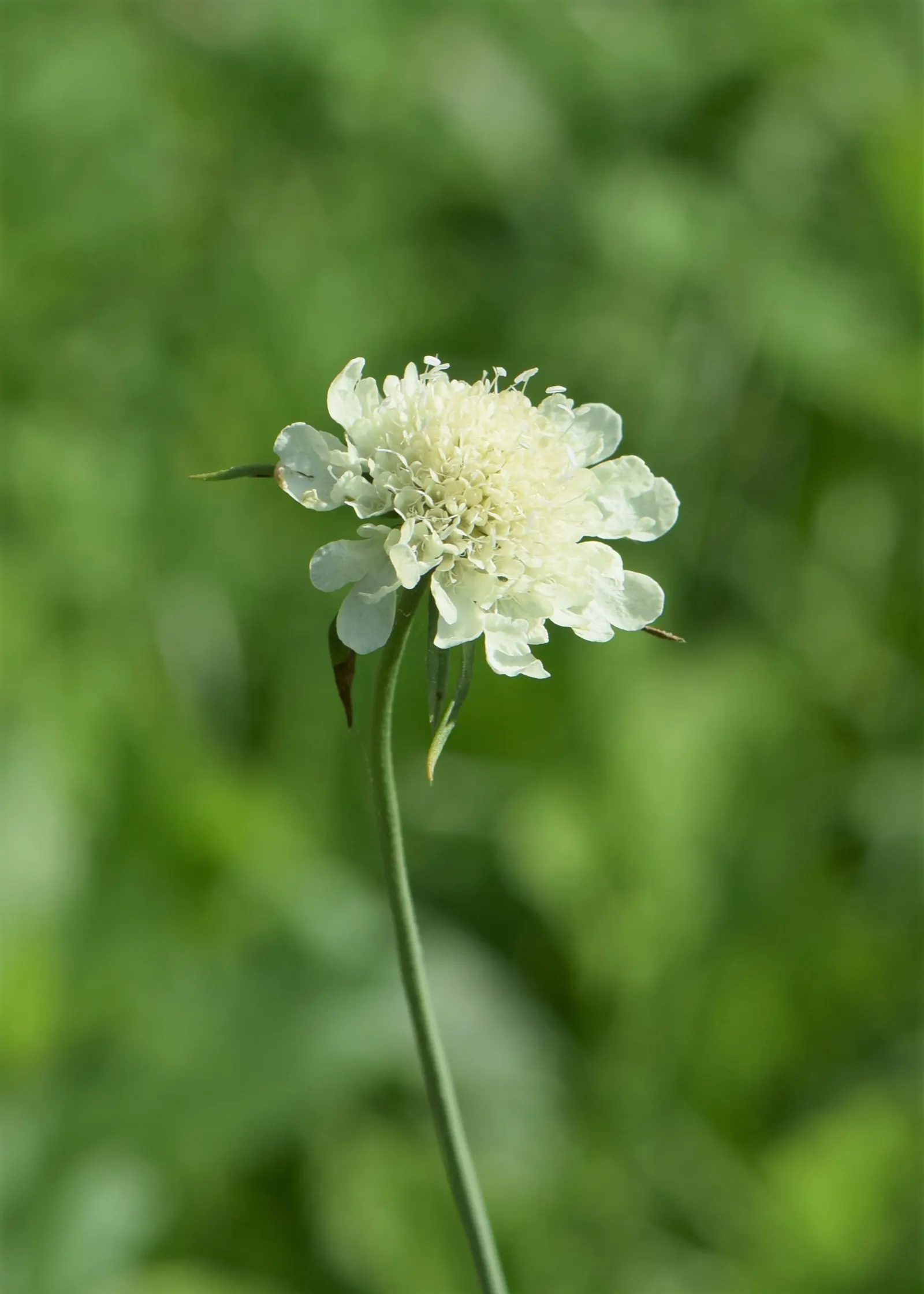 Scabiosa (Scabiosa Caucasica) — forming neat clumps of slender