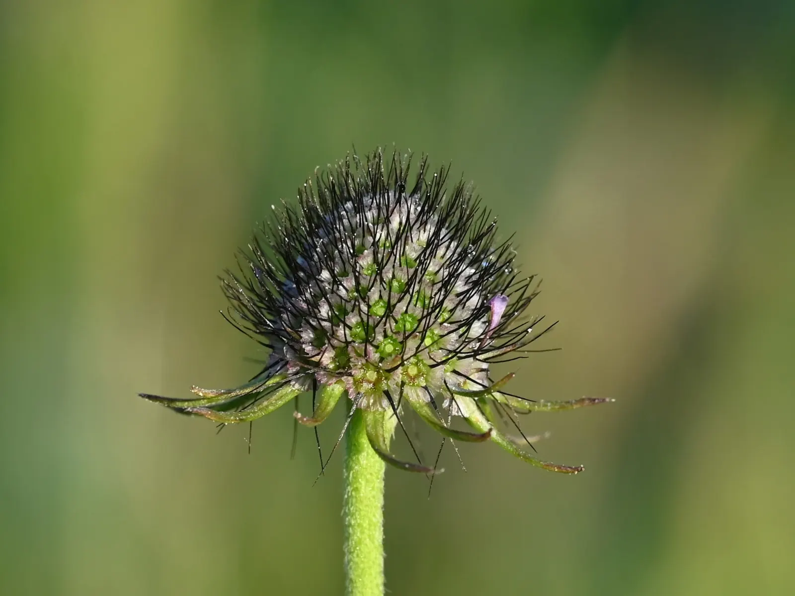 Scabiosa (Scabiosa Caucasica) — Deadheading spent blooms will encourage a longer flowering season