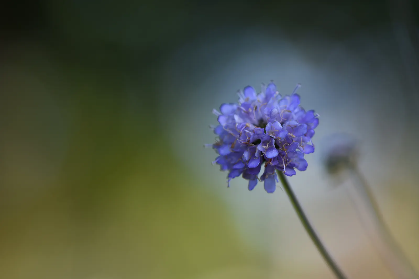 Scabiosa (Scabiosa Caucasica) — blue and lavender and multi-colored flowers in the garden; it flourishes in full sun, reaching up to 24 inches tall, image 131
