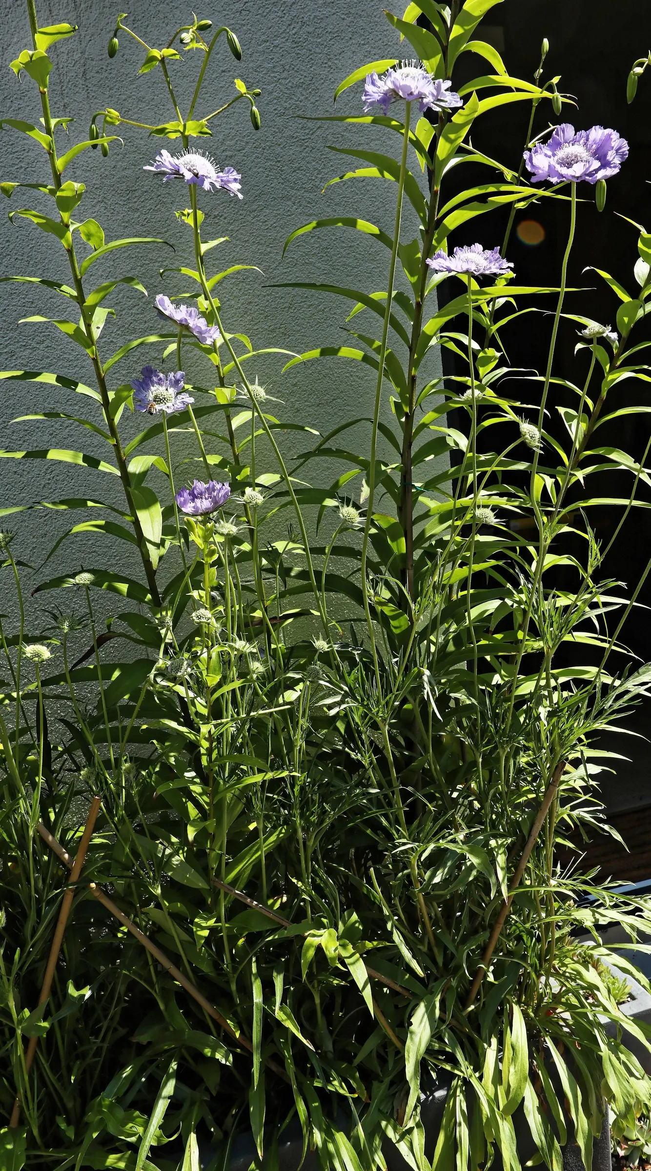 Scabiosa (Scabiosa Caucasica) — Scabiosa caucasica, commonly known as Pincushion Flower, is a charming perennial; commonly known as Caucasian, image 58