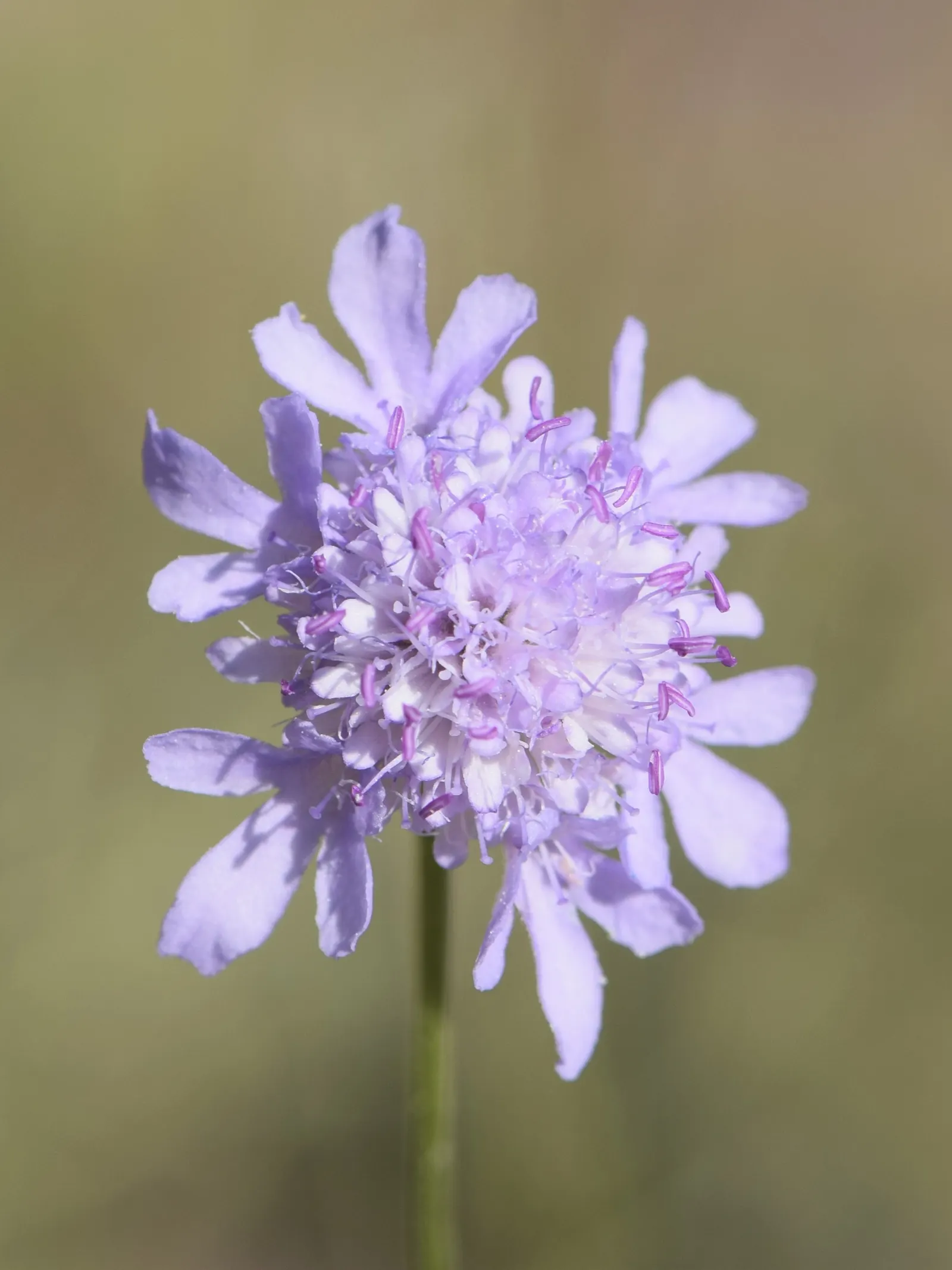Scabiosa (Scabiosa Caucasica) — boasts an intricate array of frilly petals encircling a pronounced pincushion-like center; ideal for borders, it also provides