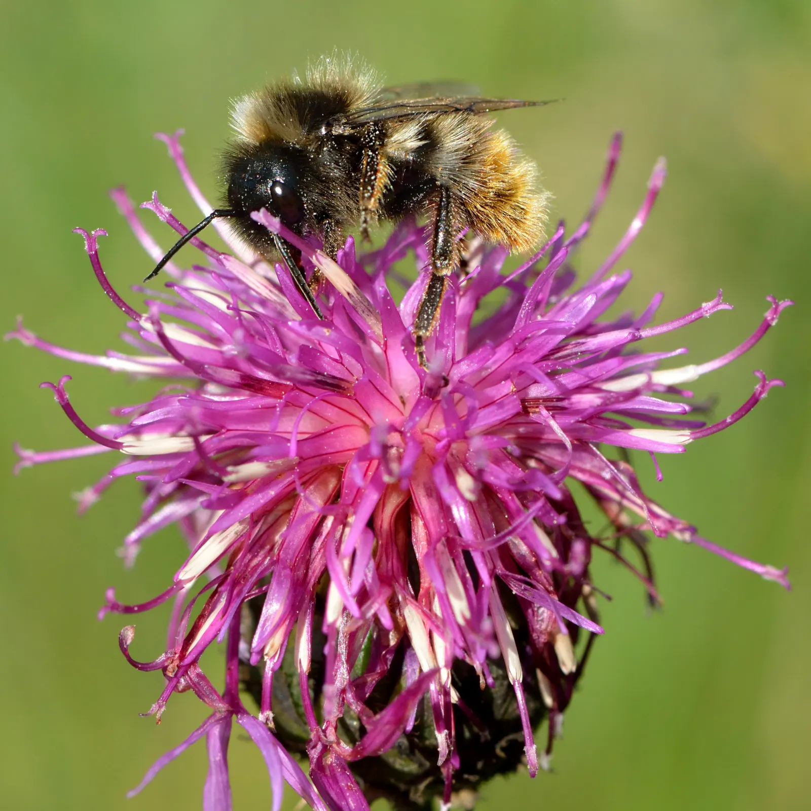 Scabiosa (Scabiosa Caucasica) — Regular watering will establish a robust root system, though mature plants are drought-tolerant; where it prefers, image 89