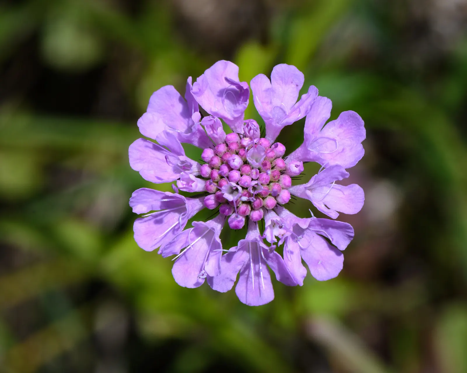 Scabiosa (Scabiosa Caucasica) — They are not only deer-resistant but also attract a host of pollinators; perennial for full, image 71