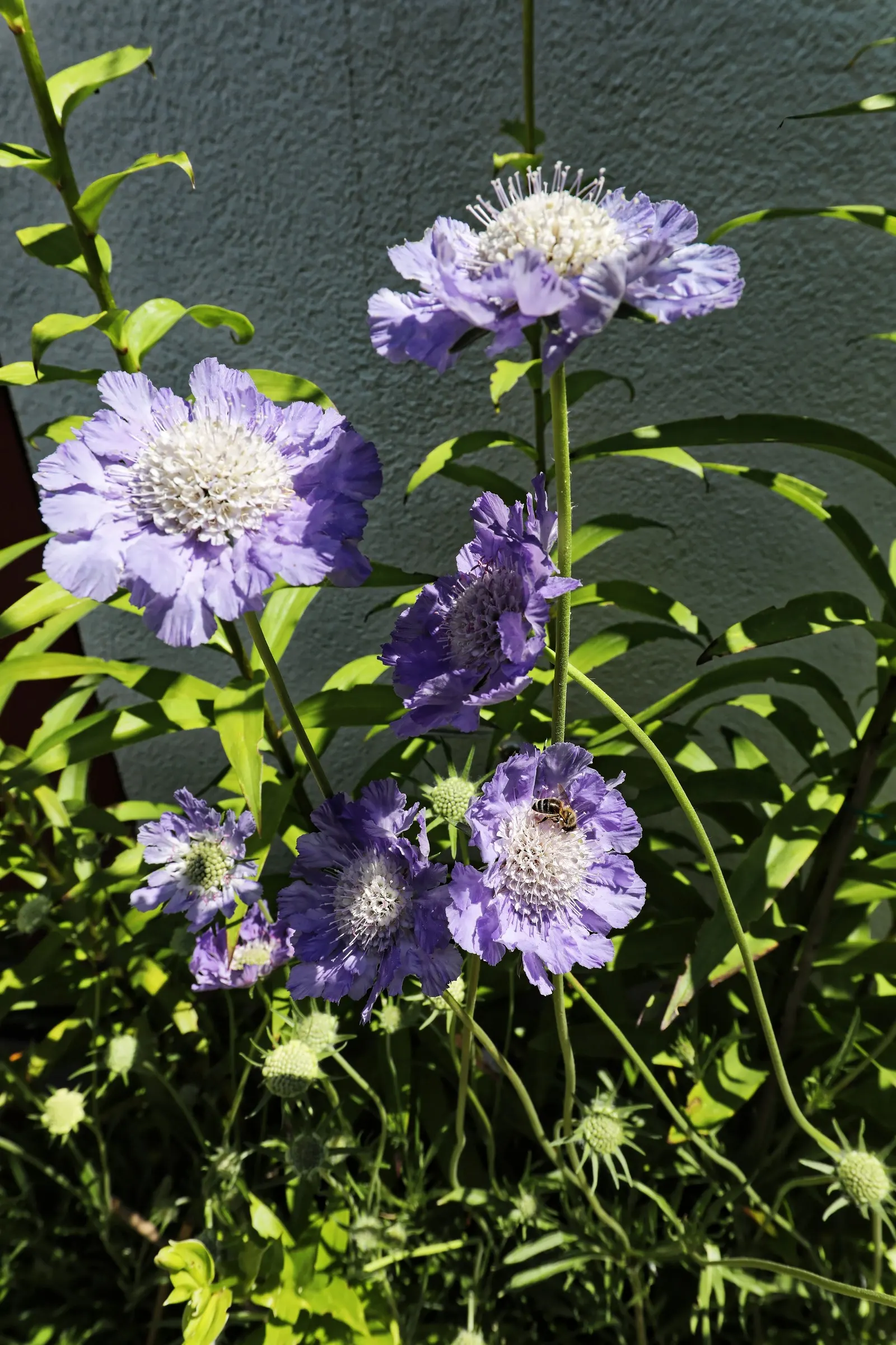 Scabiosa (Scabiosa Caucasica) — It flourishes in full sun, reaching up to 24 inches tall and 12 inches wide, and prefers well-drained soil; the, image 59