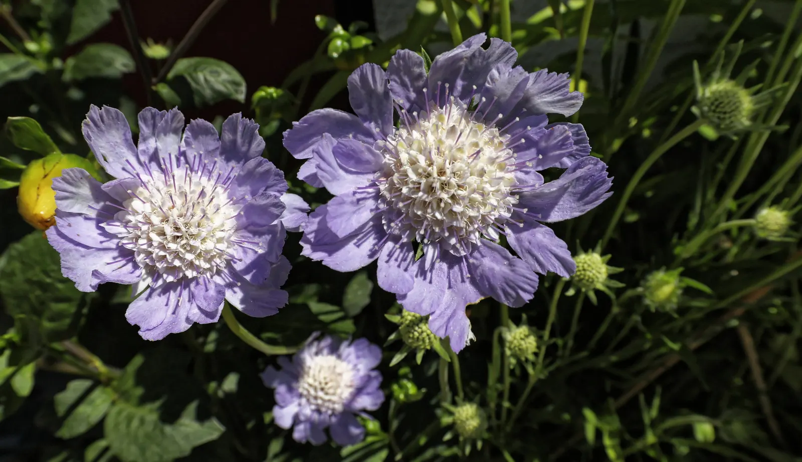 Scabiosa (Scabiosa Caucasica) — It flourishes in full sun, reaching up to 24 inches tall and 12 inches wide, and prefers well-drained soil