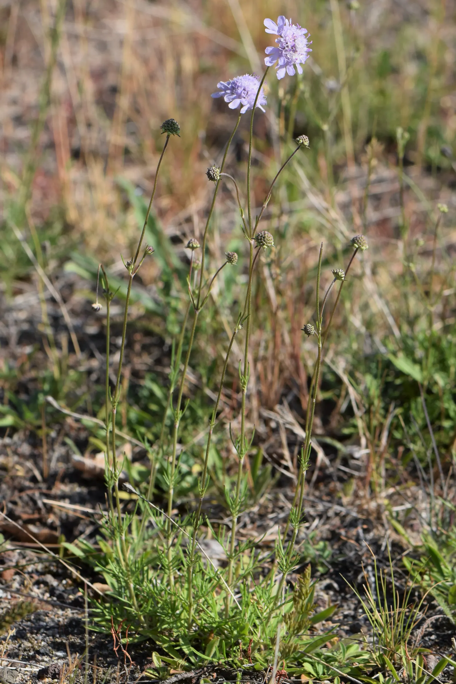 Scabiosa (Scabiosa Caucasica) — and division every 3-4 years will maintain their vigor