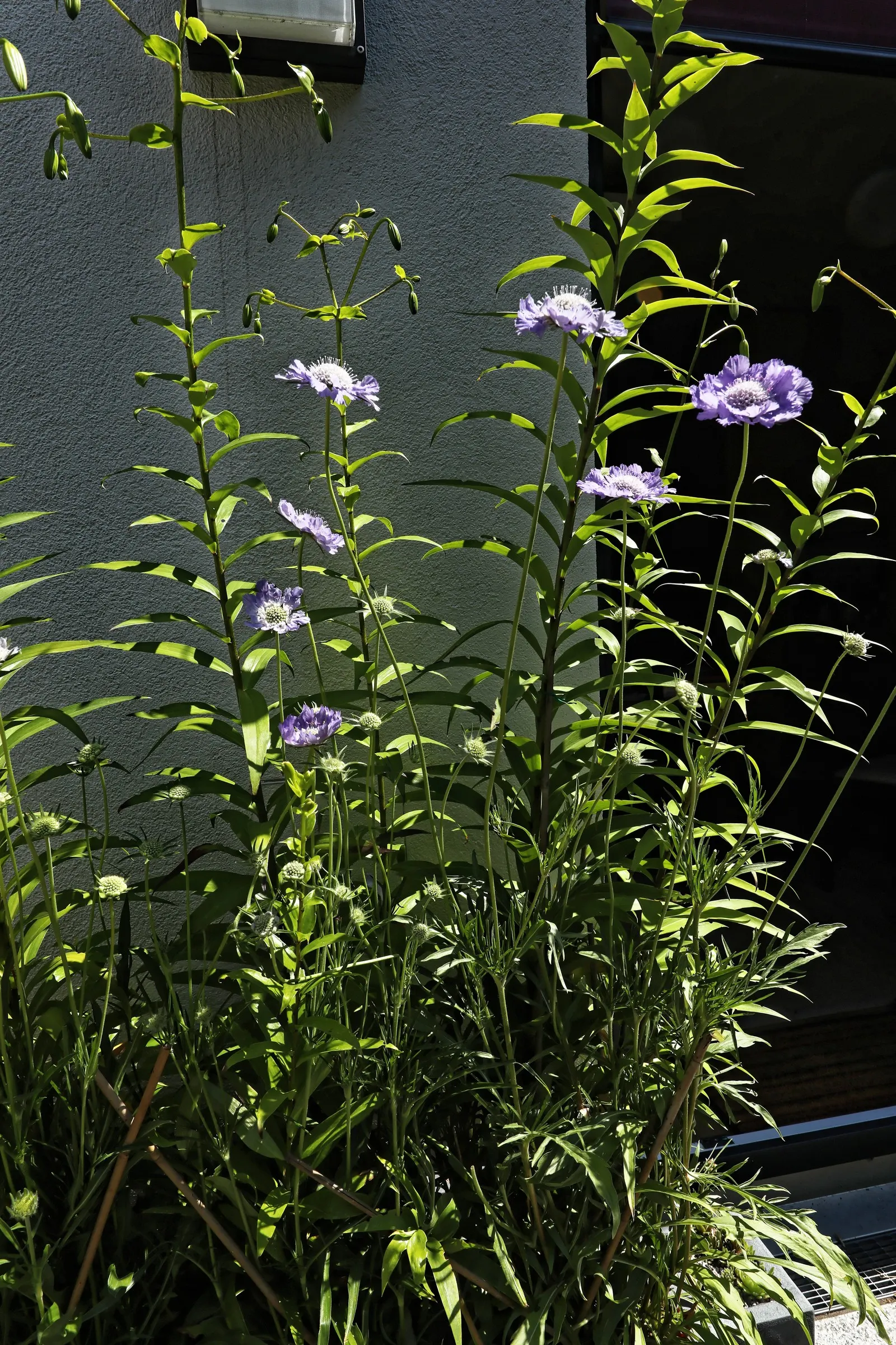 Scabiosa (Scabiosa Caucasica) — and division every 3-4 years will maintain their vigor; they are not only deer-resistant but also attract a host of, image 54