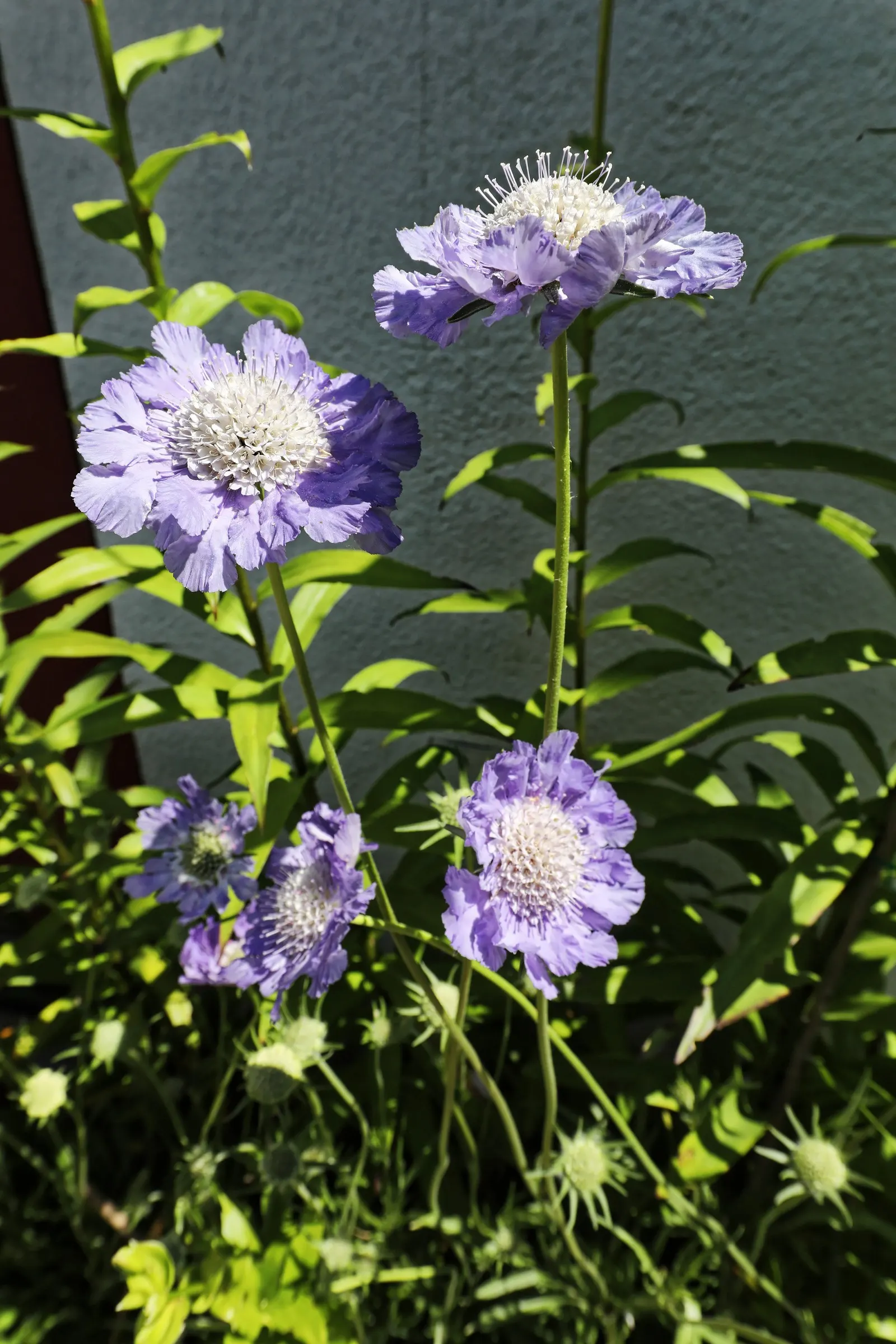 Scabiosa (Scabiosa Caucasica) — Ideal for borders, it also provides excellent cut flowers and attracts butterflies