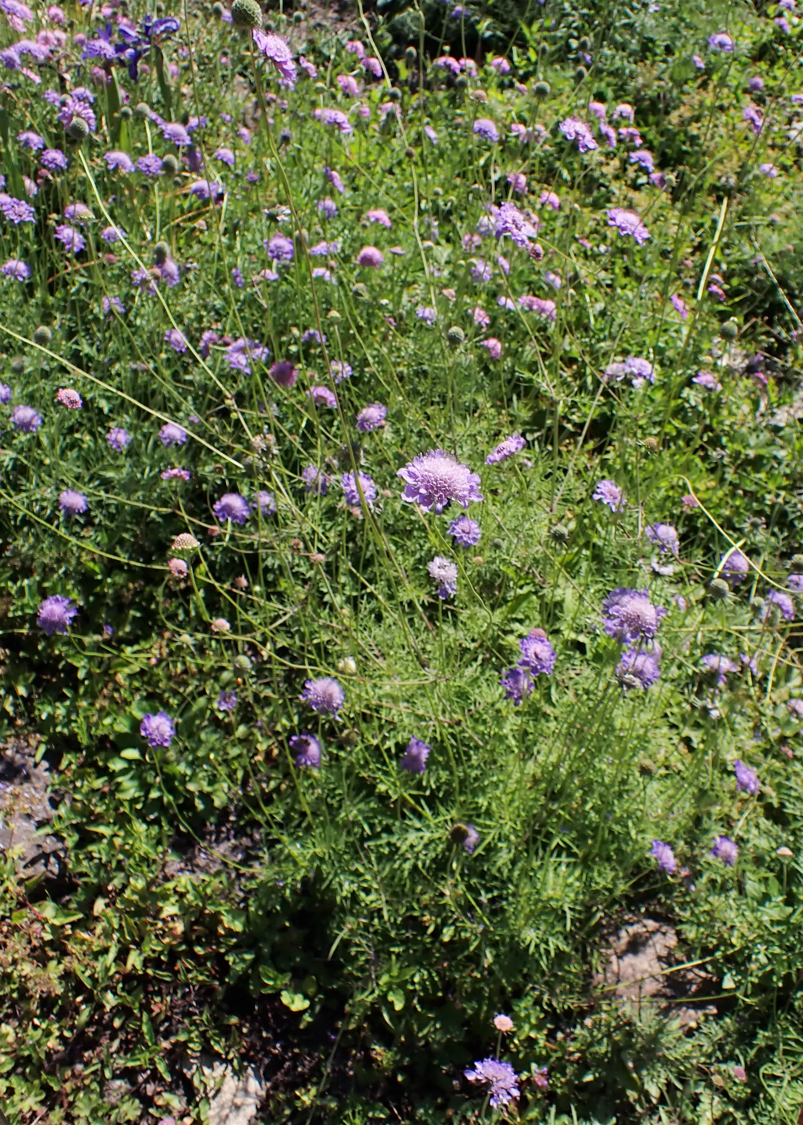 Scabiosa (Scabiosa Caucasica) — Scabiosa caucasica, commonly known as Pincushion Flower, is a charming perennial; commonly known as Caucasian Pincushion Flower