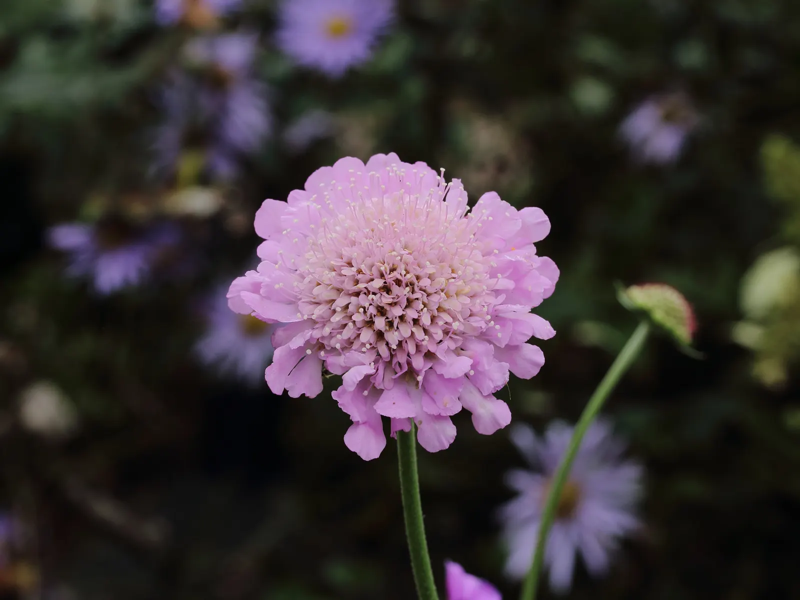 Scabiosa (Scabiosa Caucasica) — where it prefers well-drained soil with a neutral to slightly alkaline pH balance; this plant typically grows to a, image 88