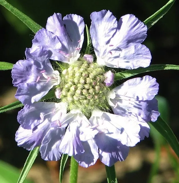 Scabiosa (Scabiosa Caucasica) — where it prefers well-drained soil with a neutral to slightly alkaline pH balance; this plant typically grows to a, image 50