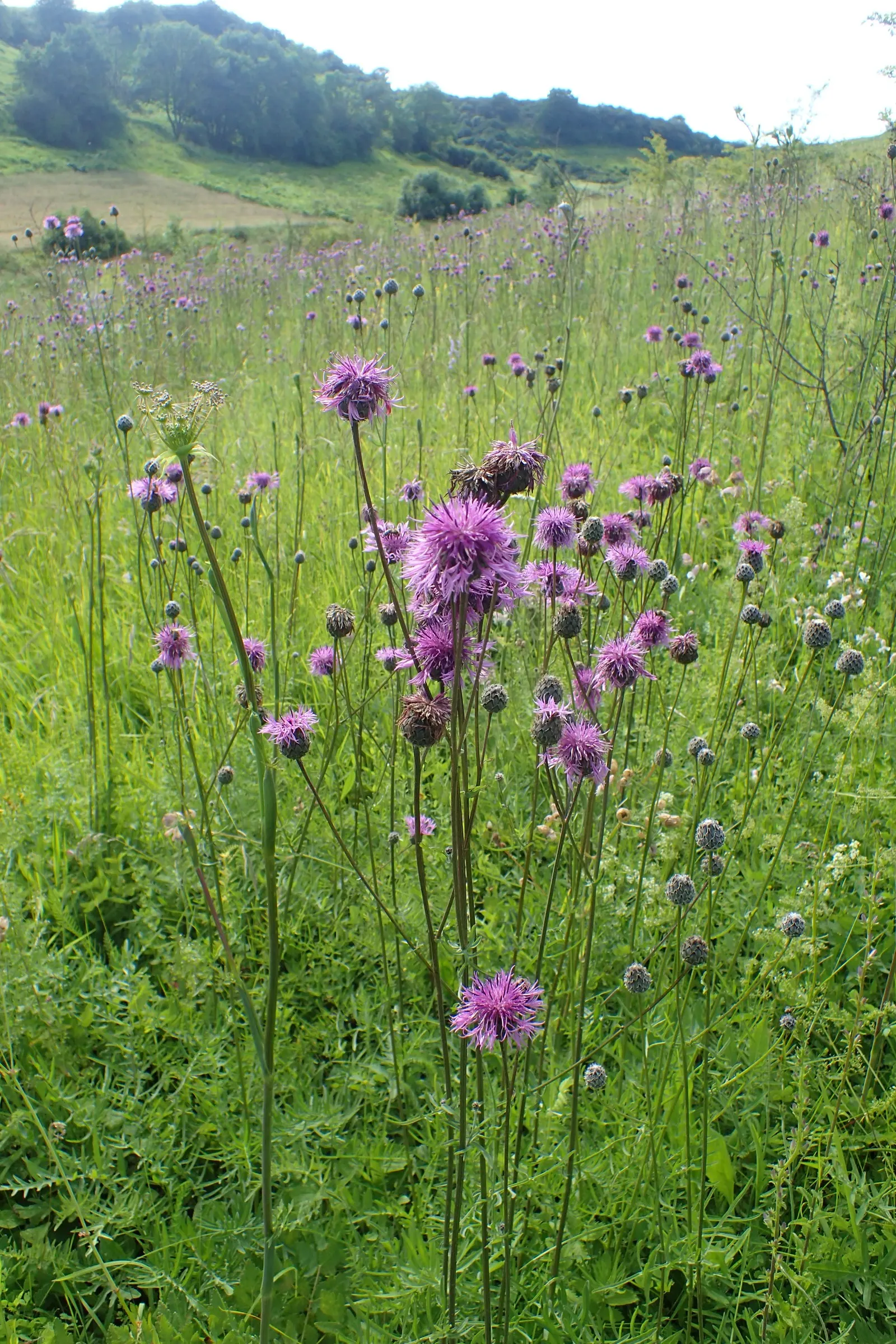 Scabiosa (Scabiosa Caucasica) — commonly known as Caucasian Pincushion Flower or simply Scabiosa; forming neat clumps of slender, image 118