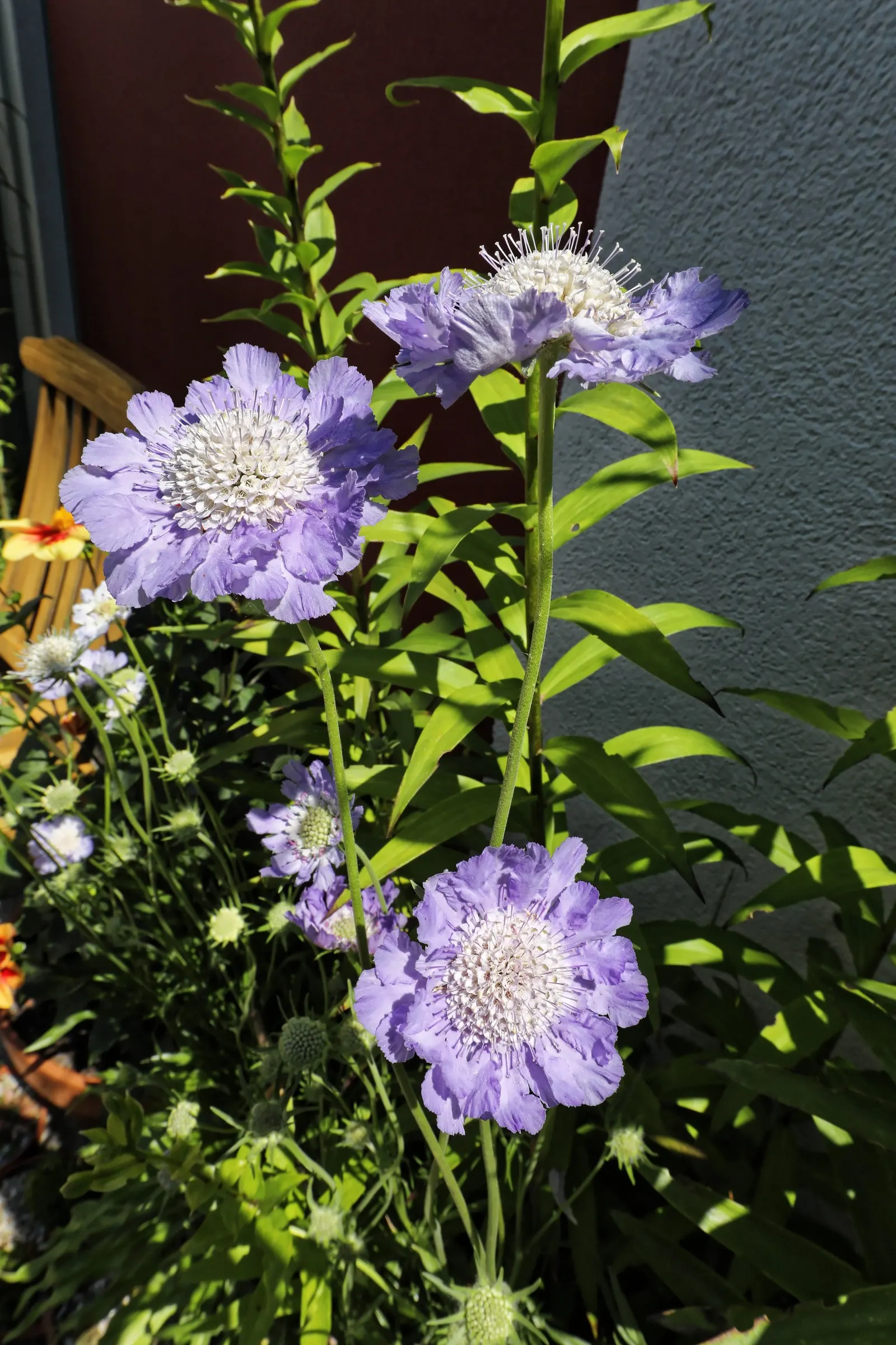 Scabiosa (Scabiosa Caucasica) — perennial for full; and division every 3-4 years will maintain their vigor, image 57