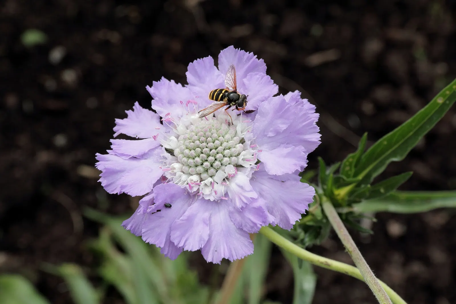 Scabiosa (Scabiosa Caucasica) — commonly known as Caucasian Pincushion Flower or simply Scabiosa; forming neat clumps of slender, image 42