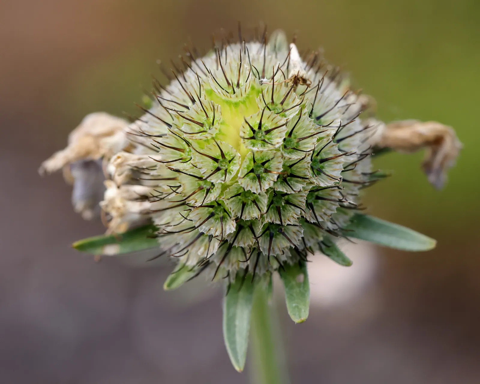 Scabiosa (Scabiosa Caucasica) — forming neat clumps of slender; scabiosa caucasica, commonly known as Pincushion Flower, is a charming perennial, image 63