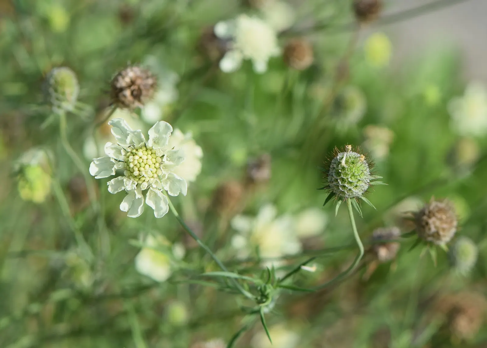 Scabiosa (Scabiosa Caucasica) — perennial for full