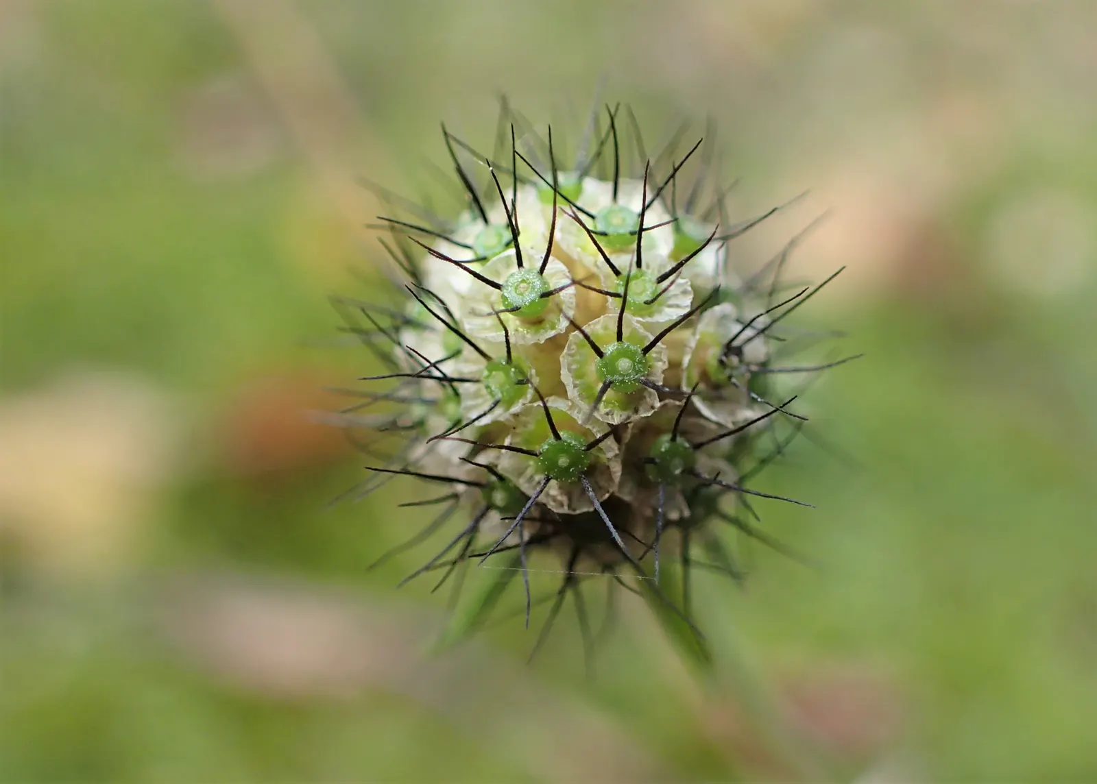 Scabiosa (Scabiosa Caucasica) — approximately 2 to 3 inches in diameter; deadheading spent blooms will encourage a longer flowering season, image 141