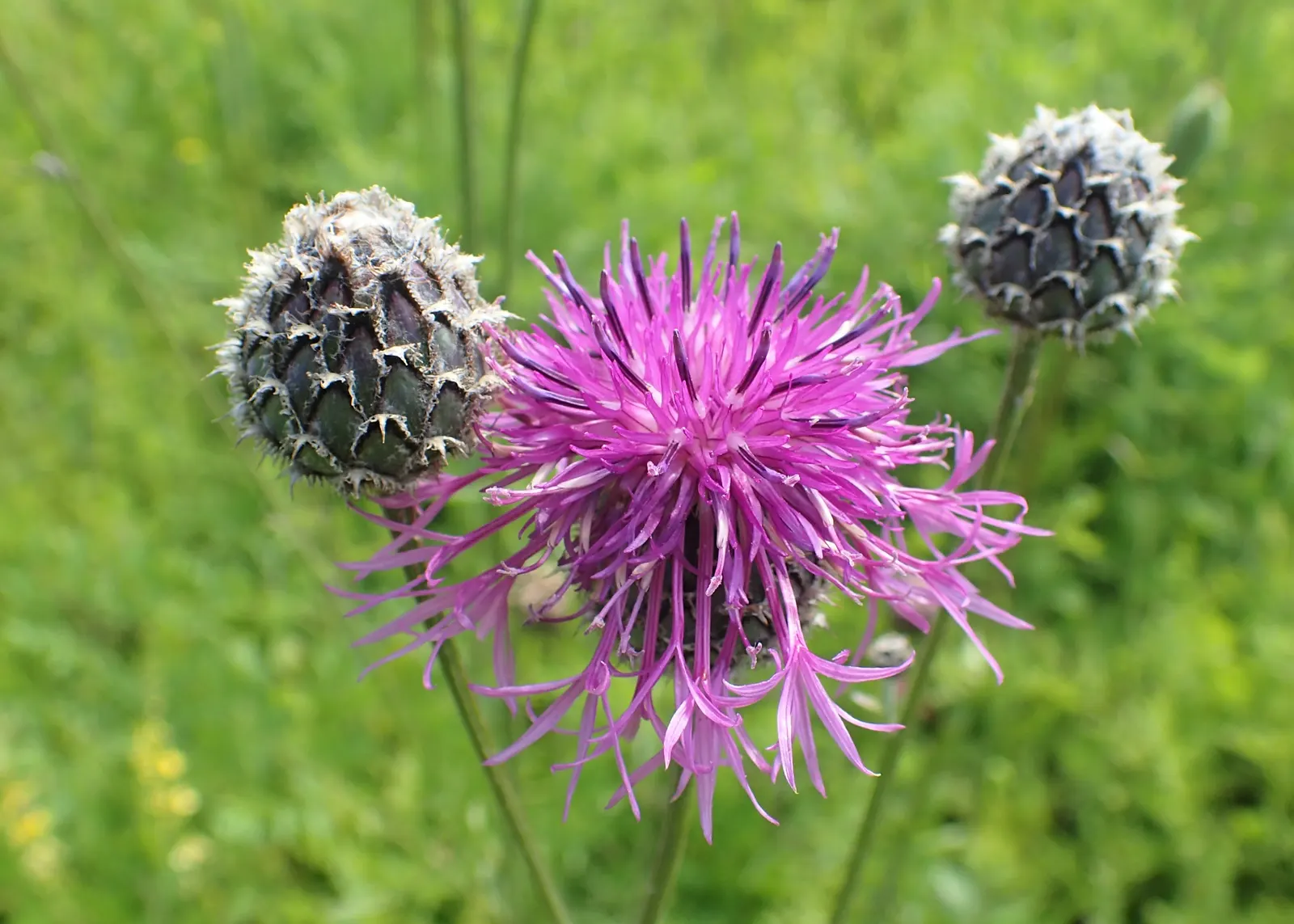 Scabiosa (Scabiosa Caucasica) — forming neat clumps of slender; scabiosa caucasica, commonly known as Pincushion Flower, is a charming perennial, image 101