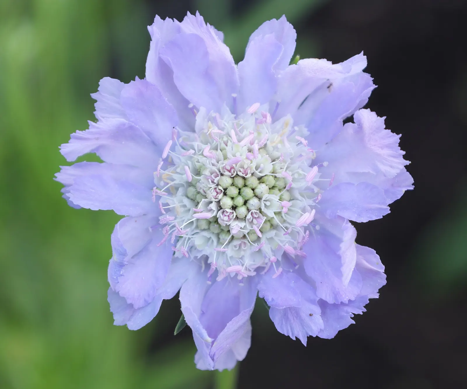 Scabiosa (Scabiosa Caucasica) — The Scabiosa's true allure lies in its delicate yet showy flowers; approximately 2 to 3 inches in diameter, image 64